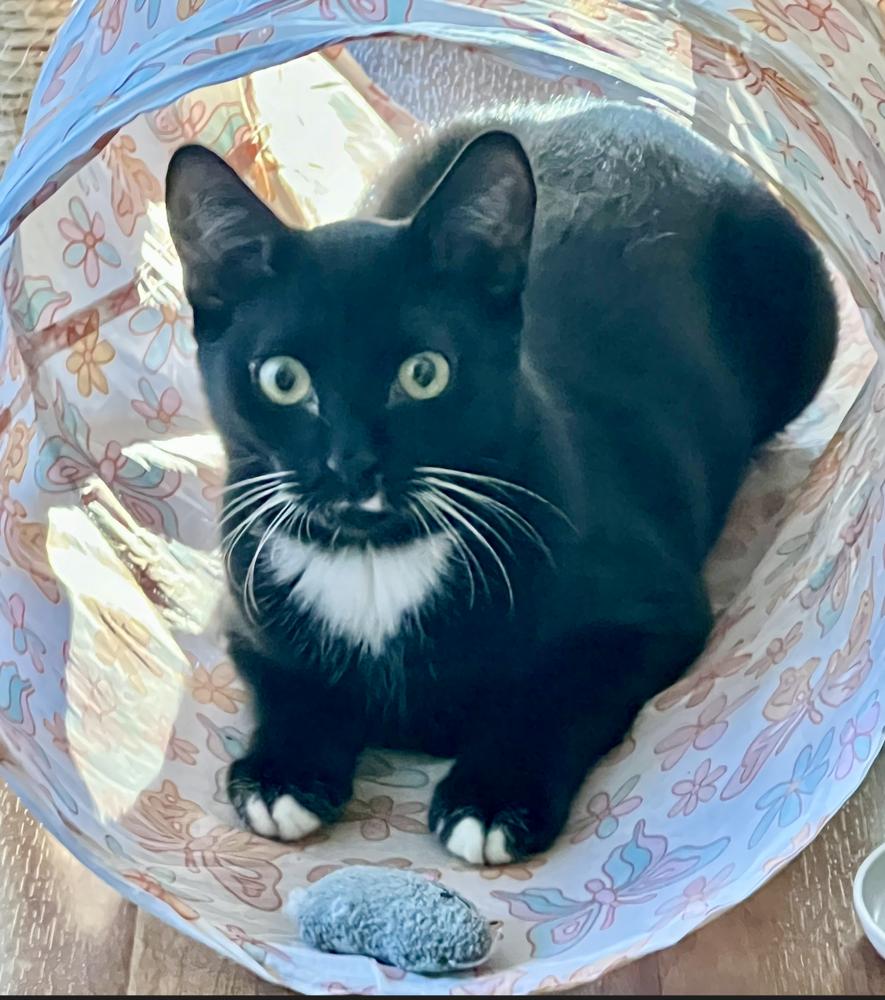 Enlarge Sunni, a Adoptable mixed breed in Oradell, NJ image 4/4