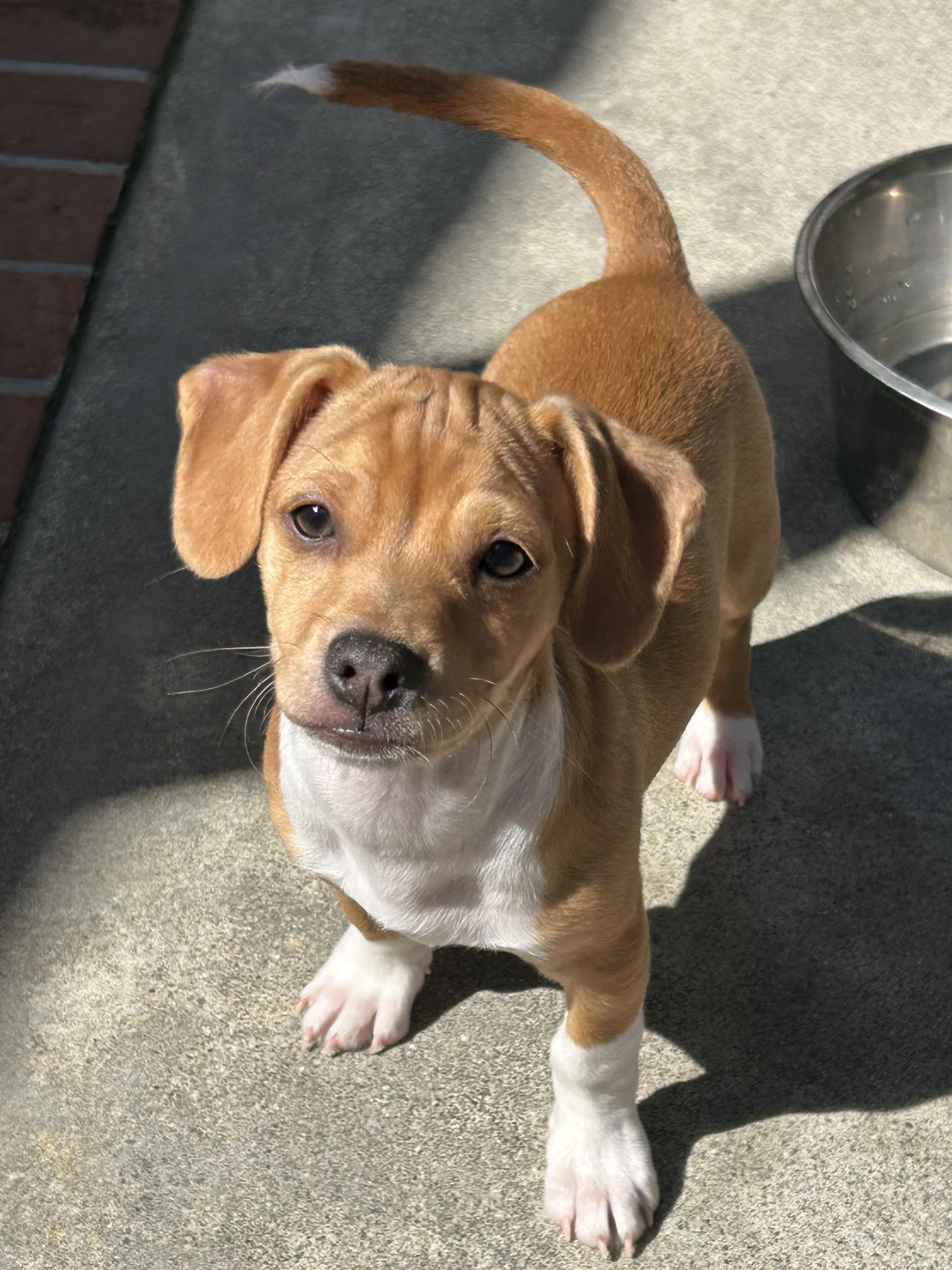 Enlarge Sammy, a ADOPTABLE mixed breed in La Palma, CA image 1/1