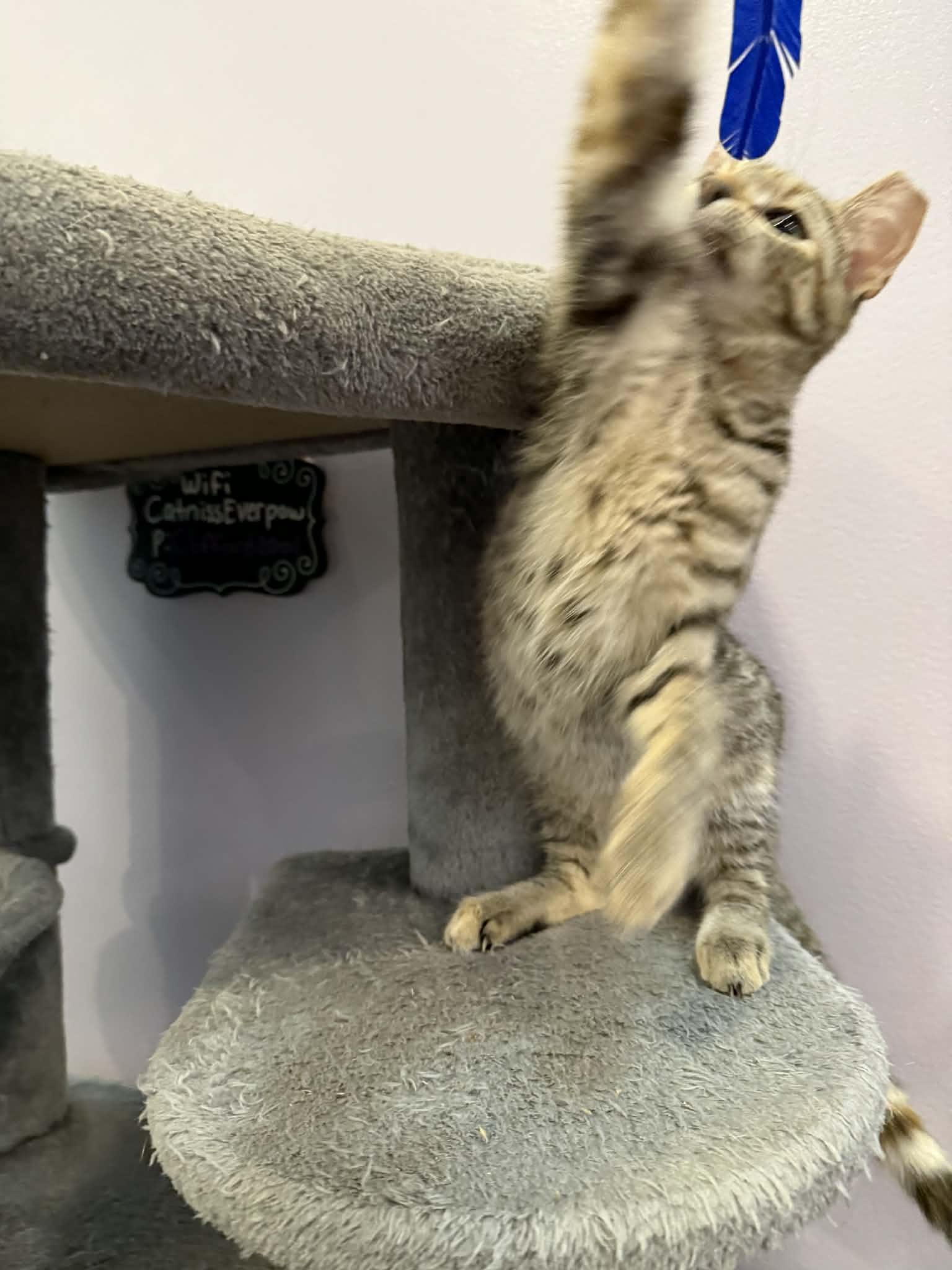 Enlarge Athena(cat café) , an adopted Tiger in West Lafayette, IN image 5/5