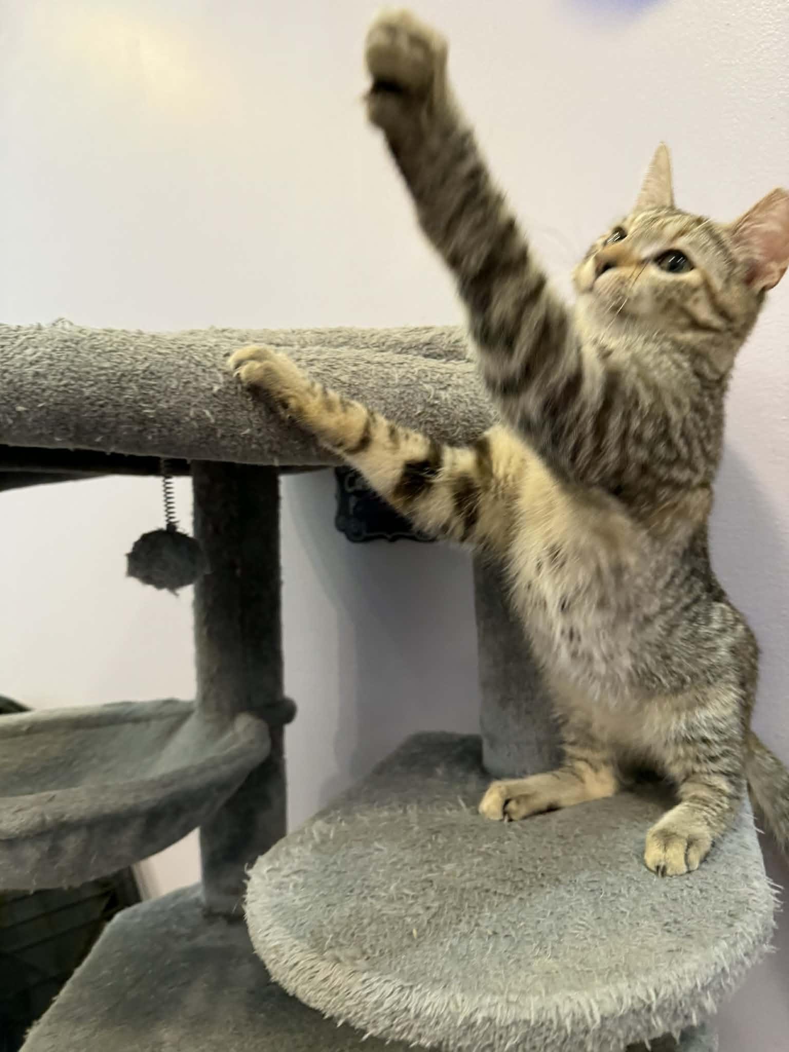 Enlarge Athena(cat café) , an adopted Tiger in West Lafayette, IN image 4/5