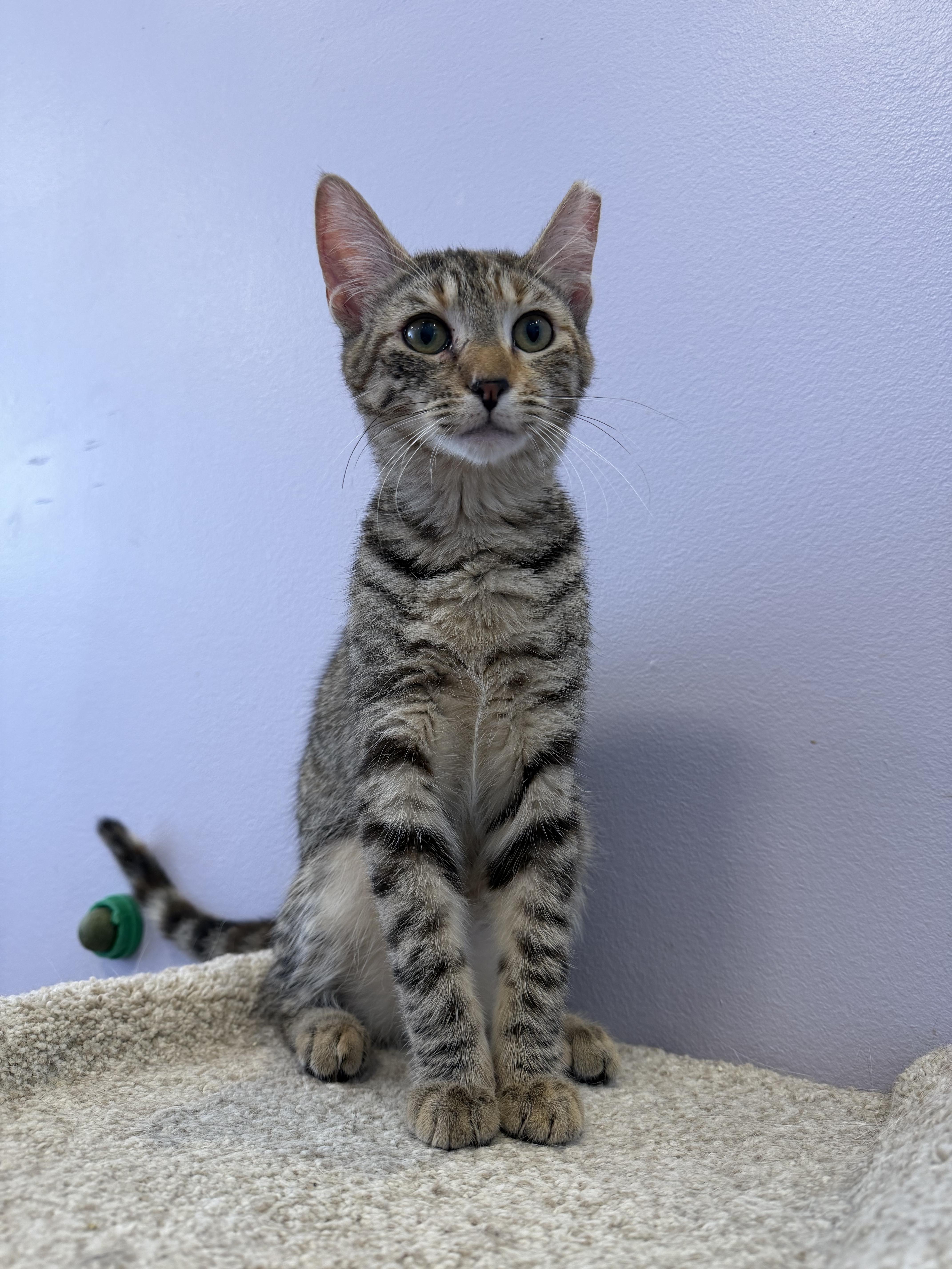 Enlarge Athena(cat café) , an adopted Tiger in West Lafayette, IN image 2/5