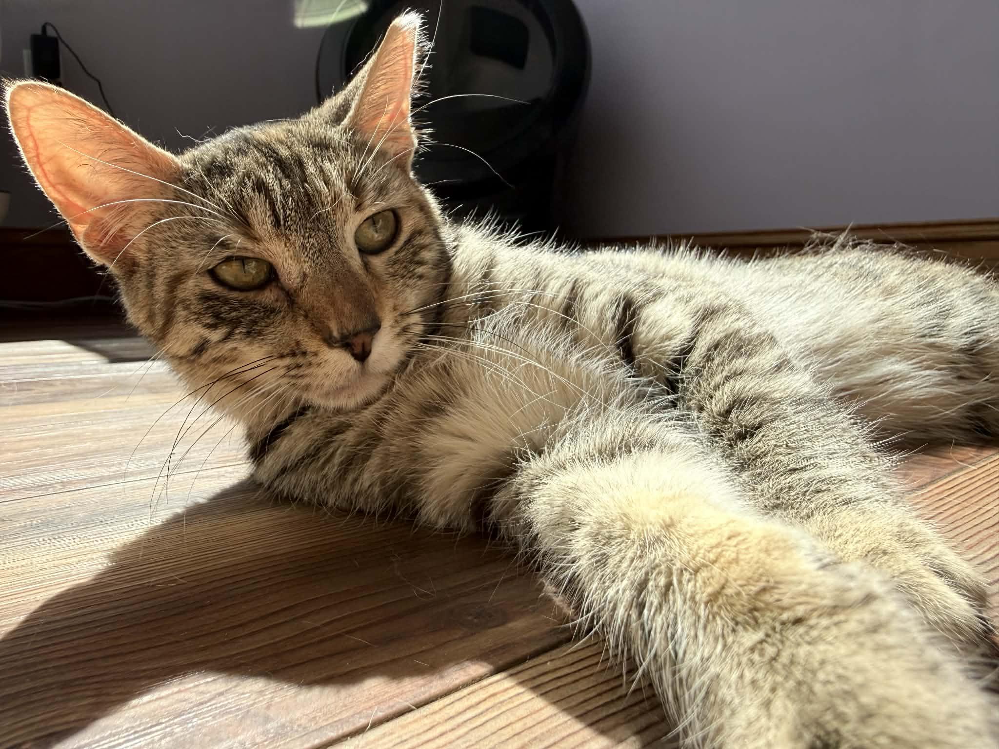 Enlarge Athena(cat café) , an adopted Tiger in West Lafayette, IN image 1/5