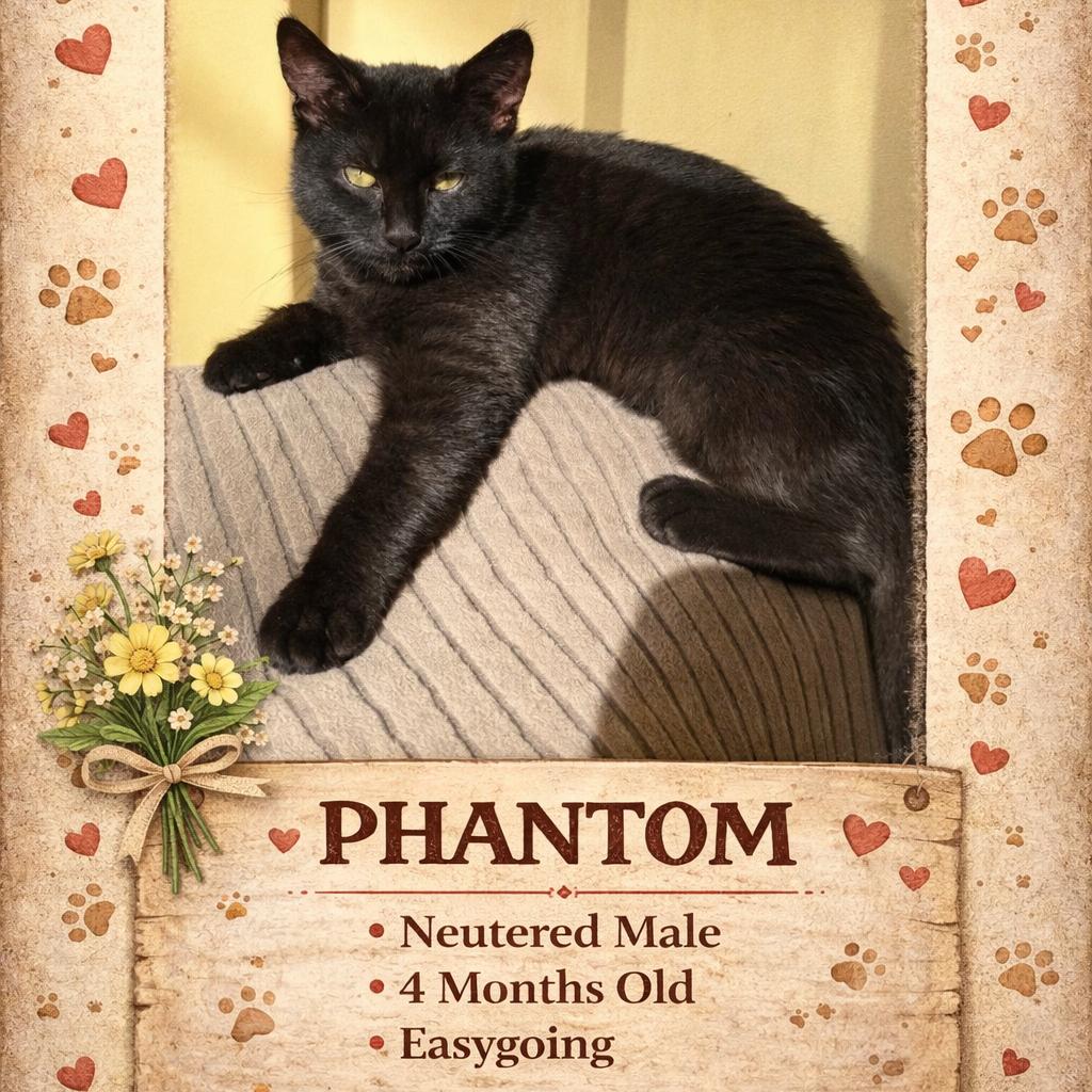Enlarge 1388 Phantom, a Adoptable Domestic Short Hair in Abbeville, SC image 2/3