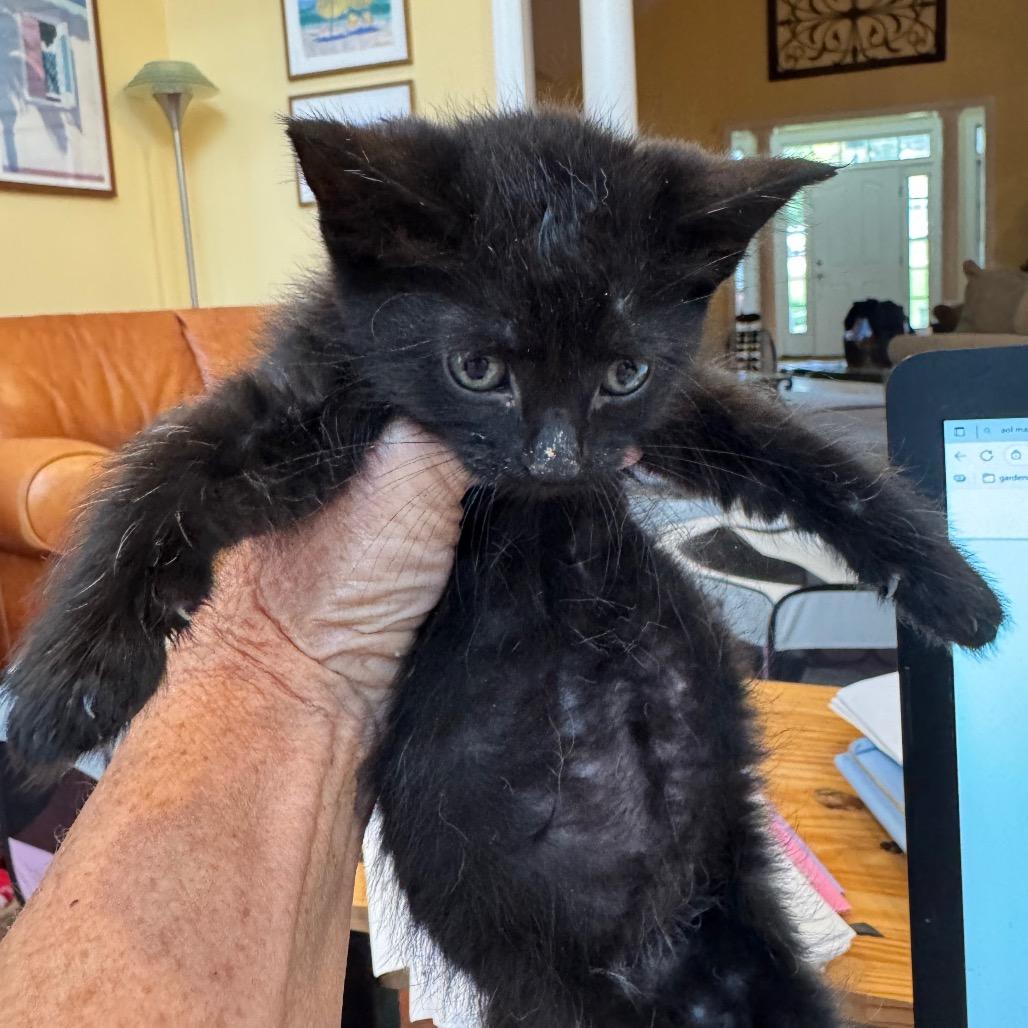 Enlarge 1388 Phantom, a Adoptable Domestic Short Hair in Abbeville, SC image 3/3