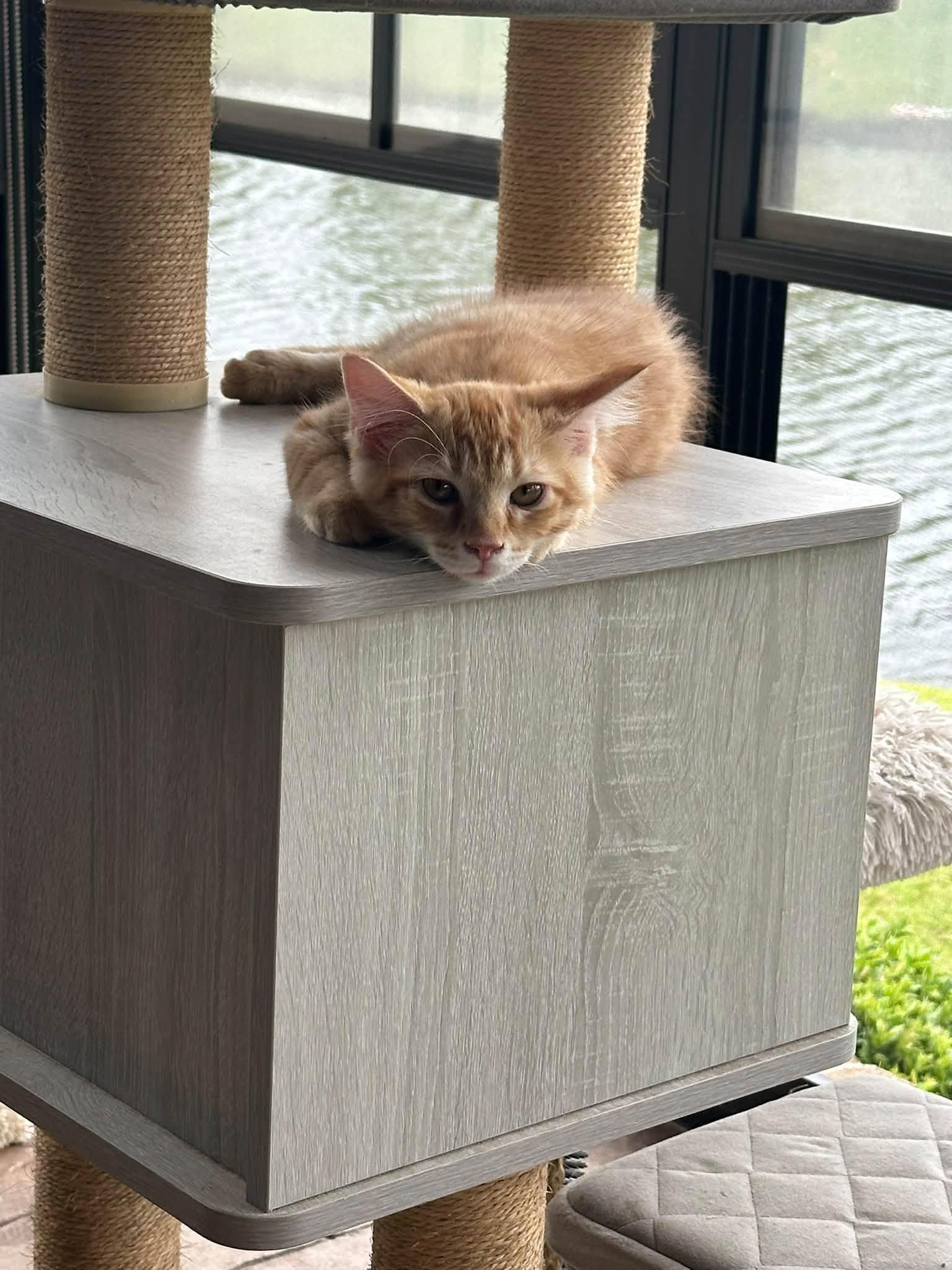 Tyco, Adoptable, Young Male Domestic Medium Hair.