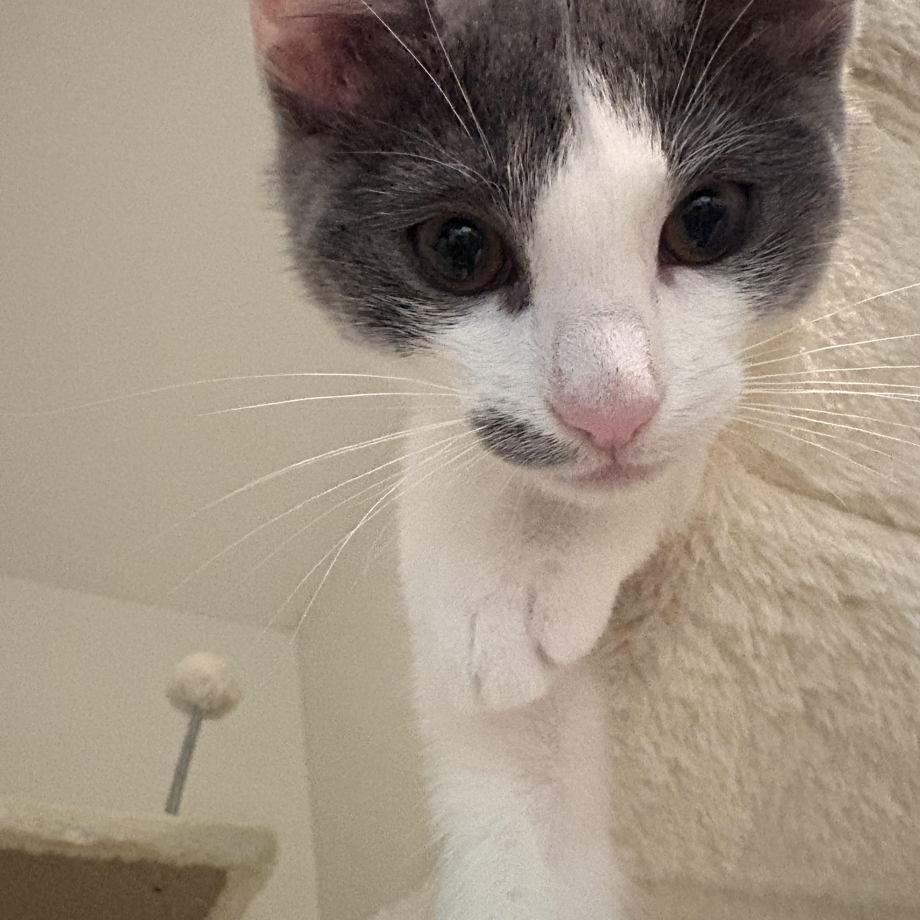 Sriracha, adopted, Kitten Female Domestic Short Hair.