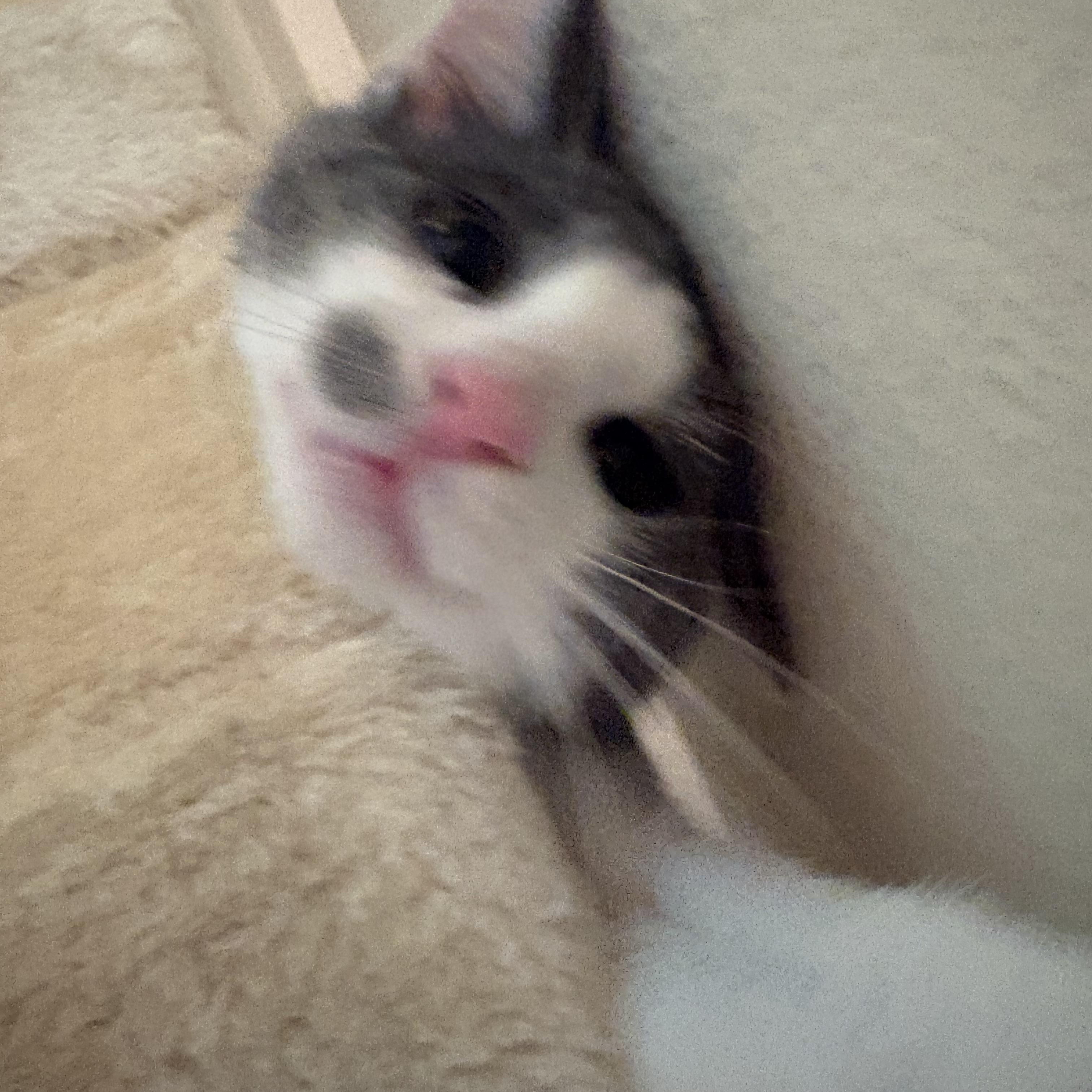 Sriracha, an adopted Domestic Short Hair in Woodinville, WA image 4/5
