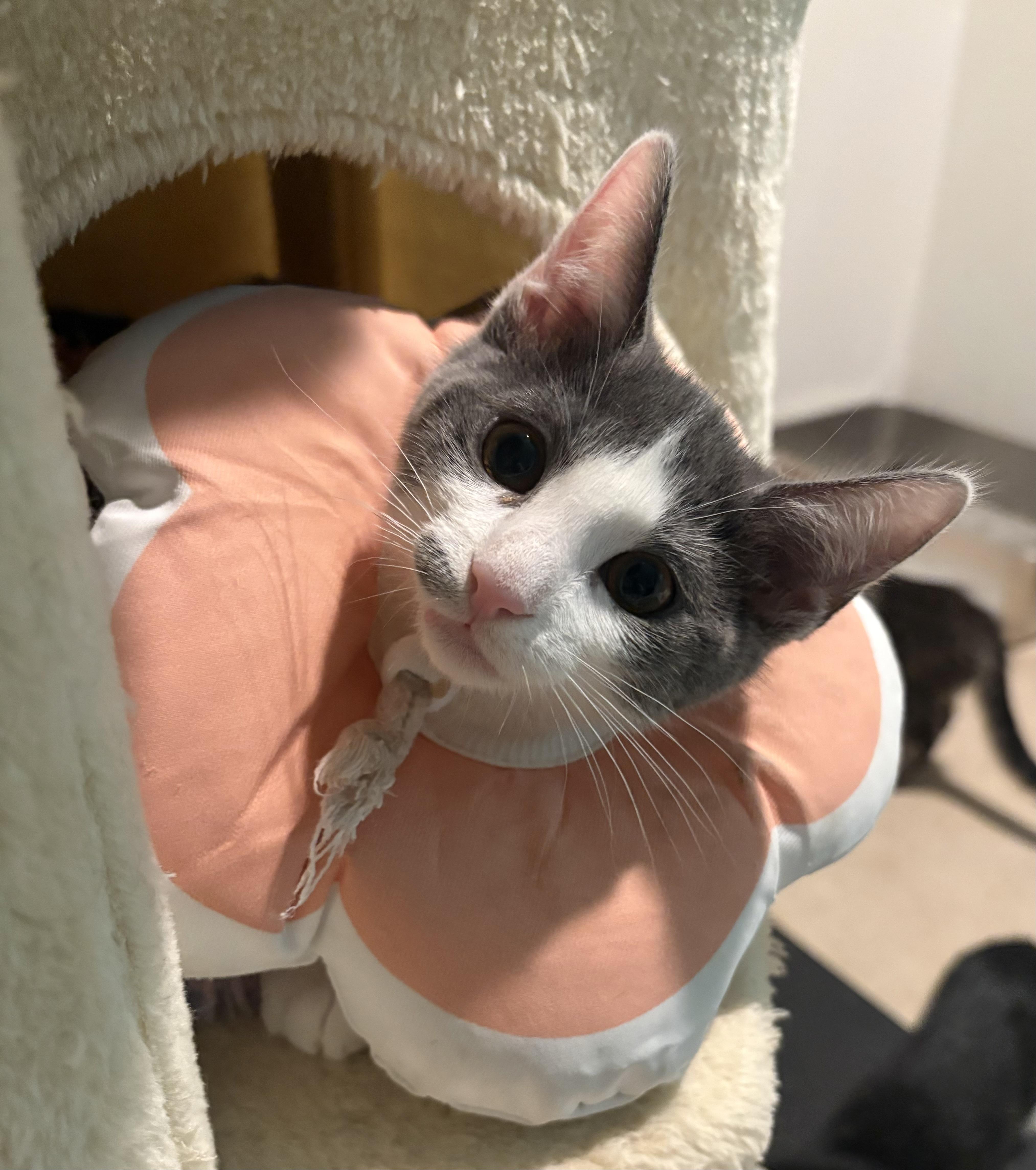 Sriracha, an adopted Domestic Short Hair in Woodinville, WA image 3/5