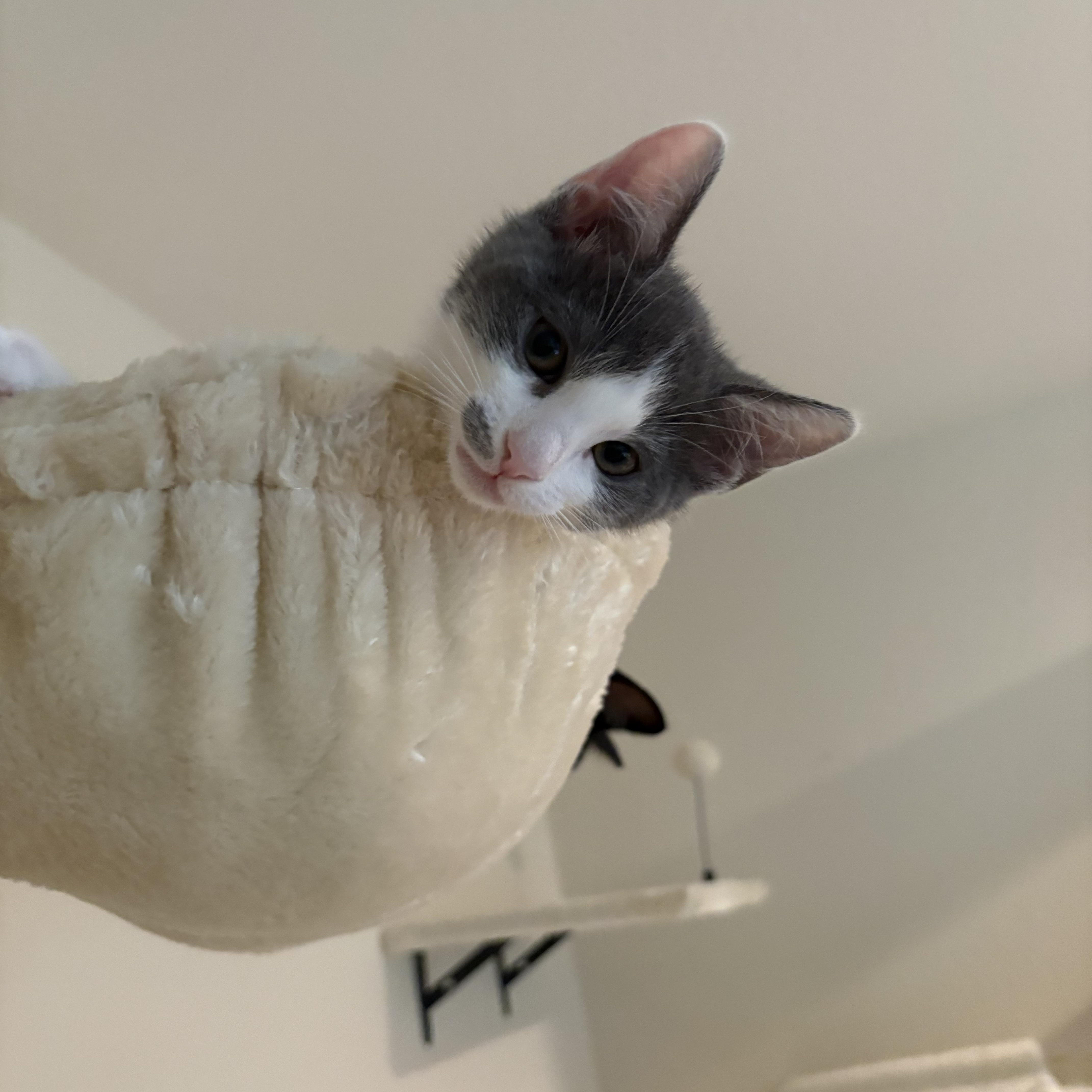 Sriracha, an adopted Domestic Short Hair in Woodinville, WA image 2/5