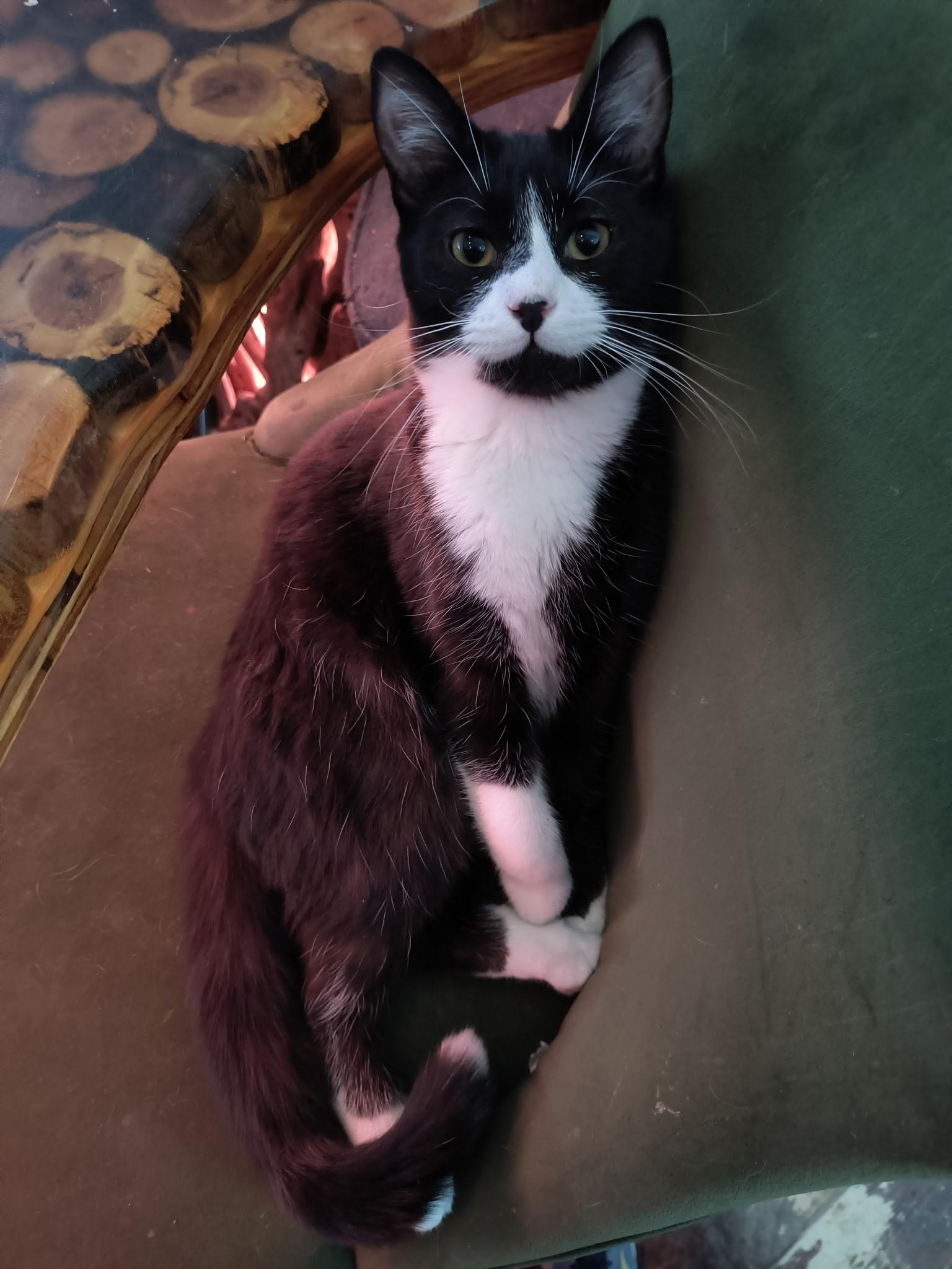 Potsie, Adoptable, Young Male Tuxedo.