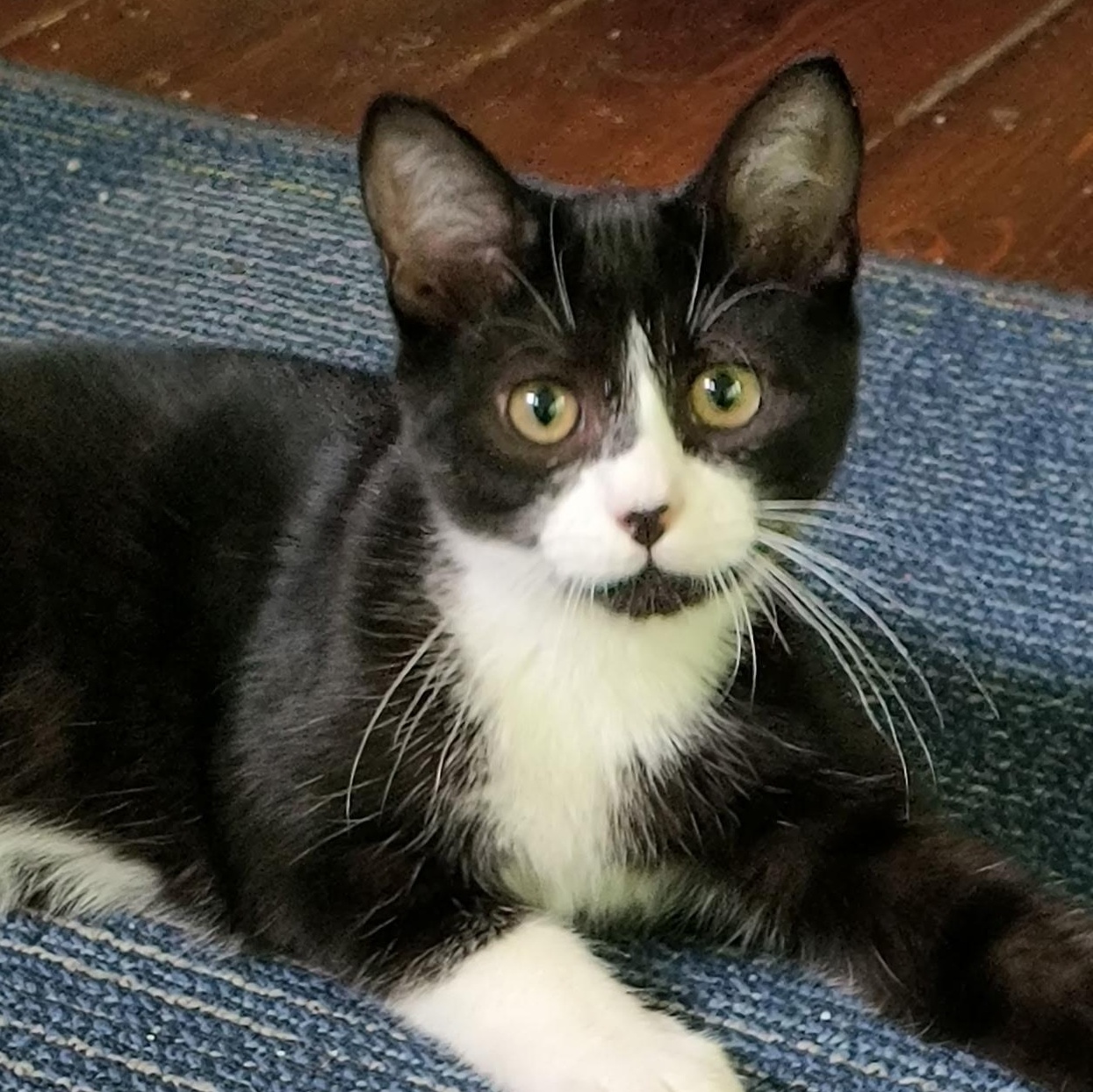 Potsie, a Adoptable Tuxedo in Oswego, NY image 4/4