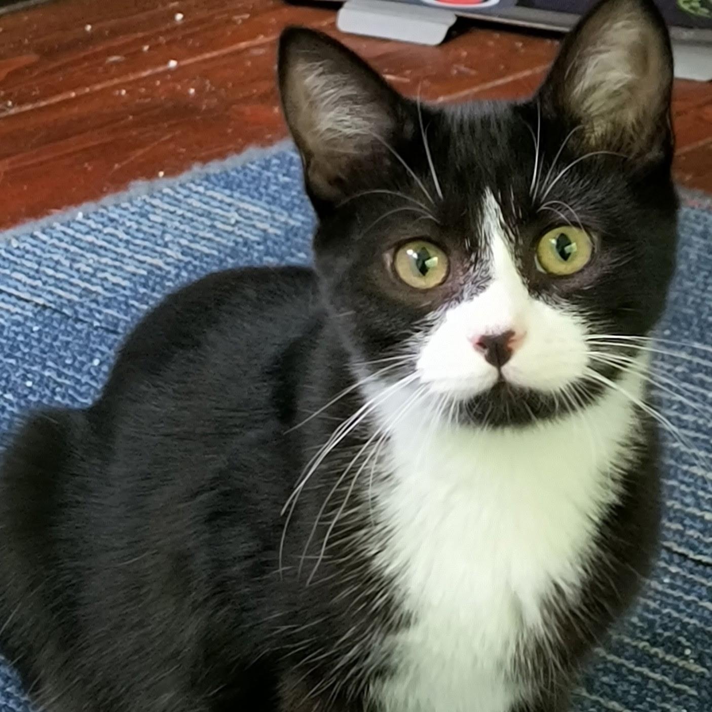 Potsie, a Adoptable Tuxedo in Oswego, NY image 2/4