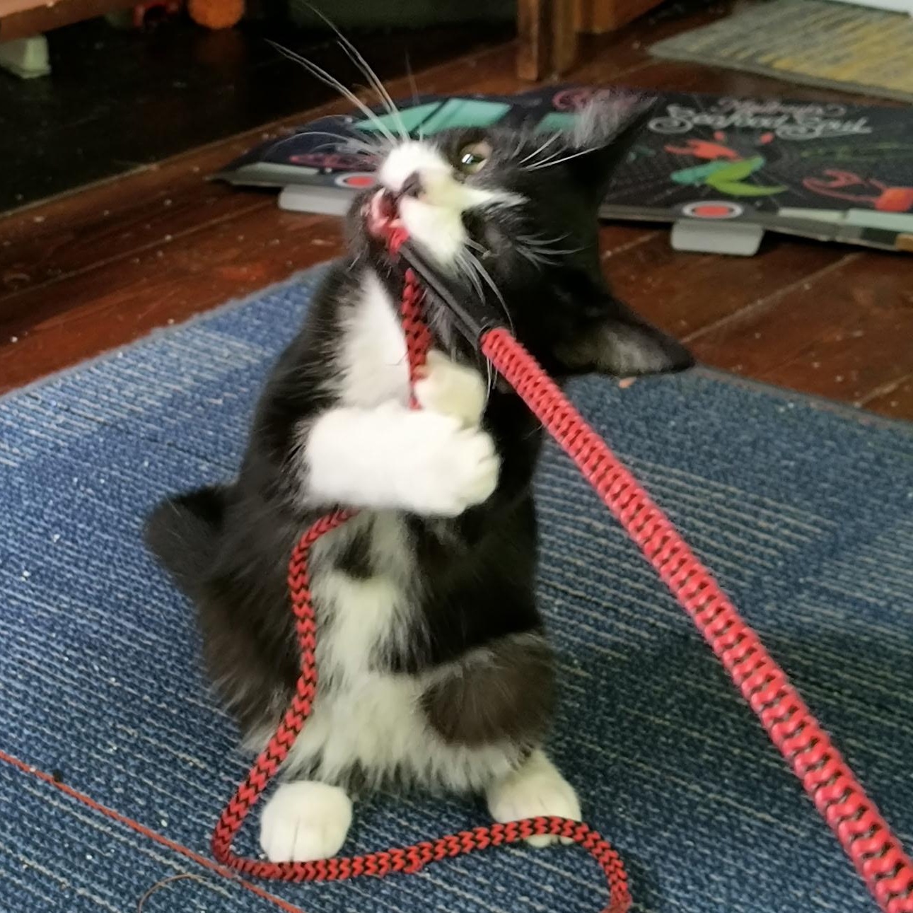 Potsie, a Adoptable Tuxedo in Oswego, NY image 3/4