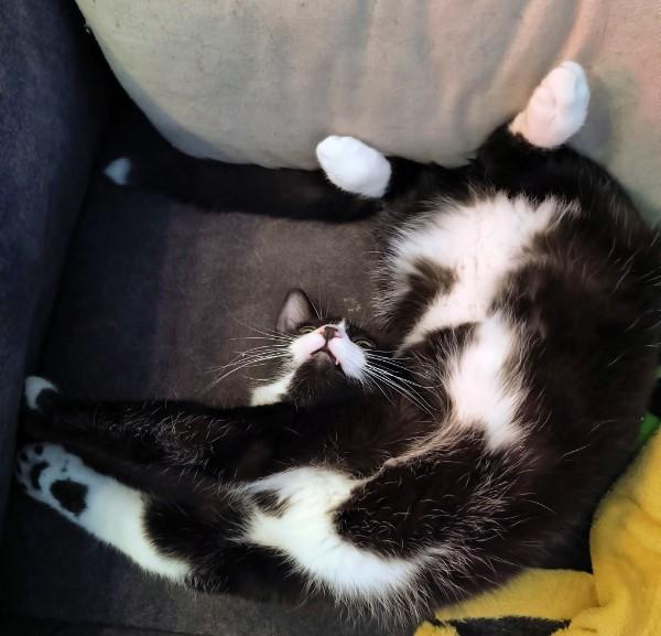Enlarge Potsie, a Adoptable Tuxedo in Oswego, NY image 4/5