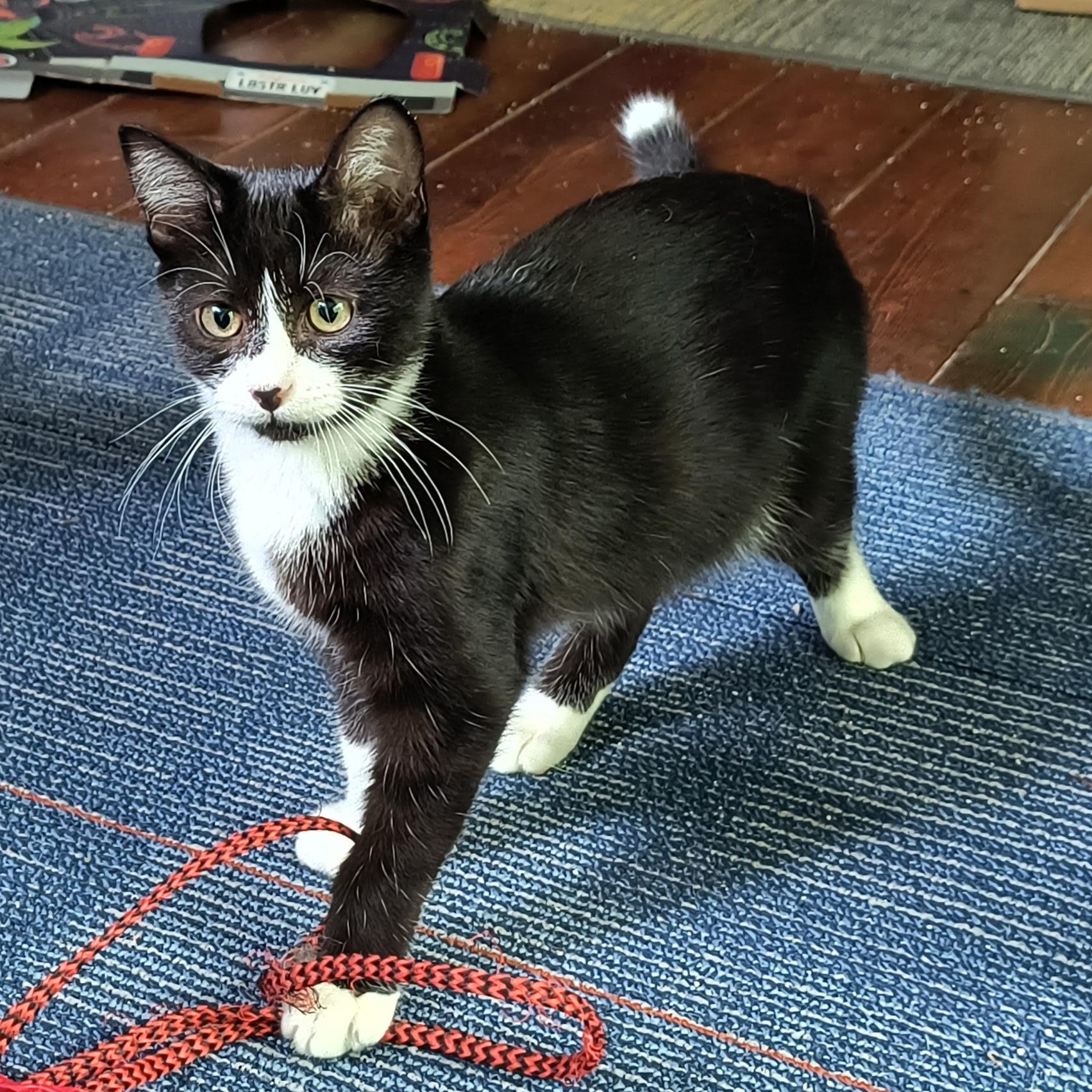 Potsie, Adoptable, Kitten Male Tuxedo.