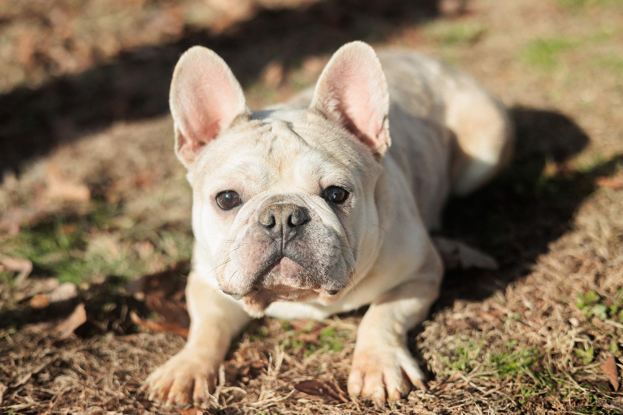 Enlarge Liam, an adopted French Bulldog in Gradyville, KY image 3/6