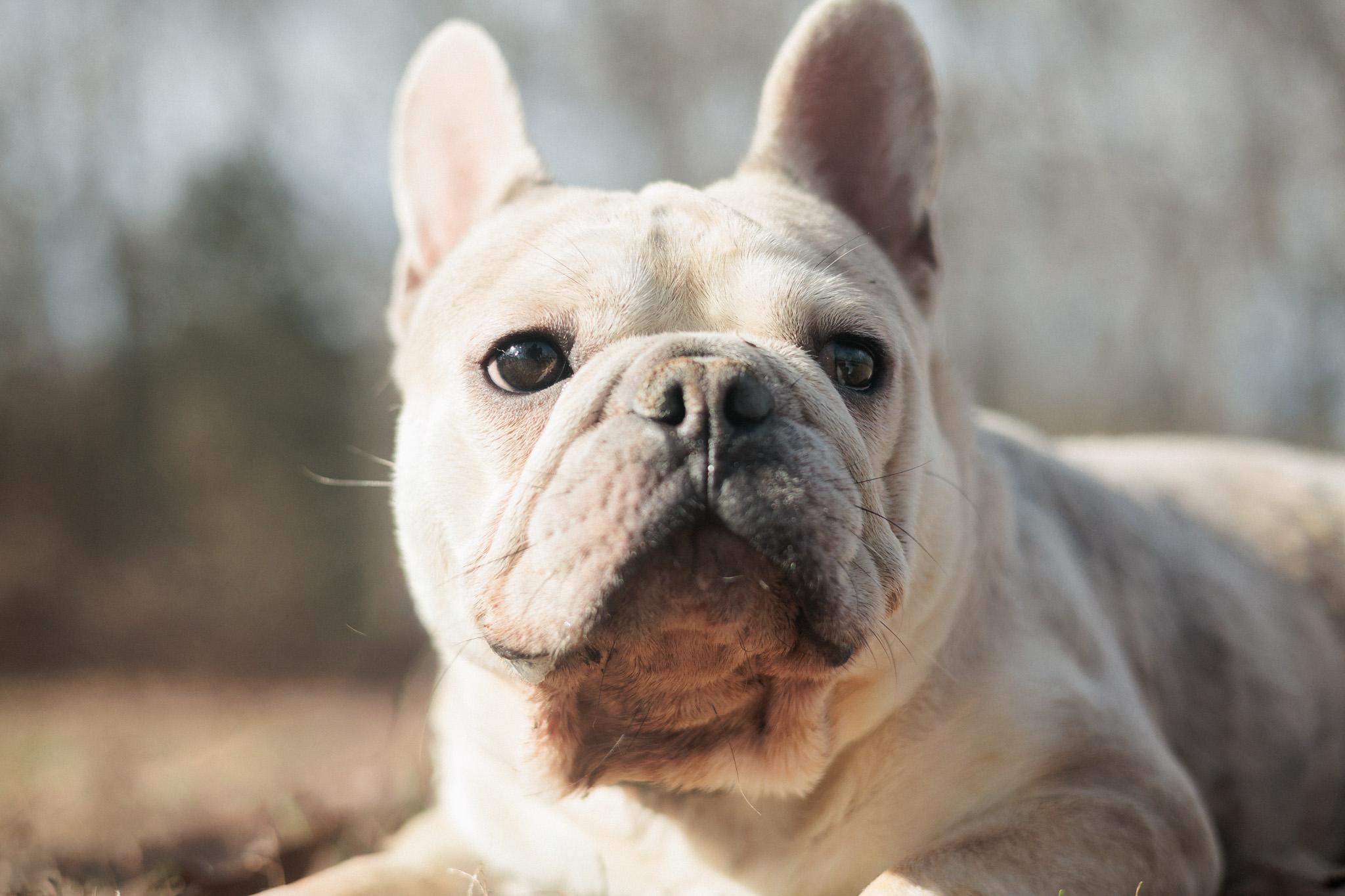 Enlarge Liam, an adopted French Bulldog in Gradyville, KY image 2/6
