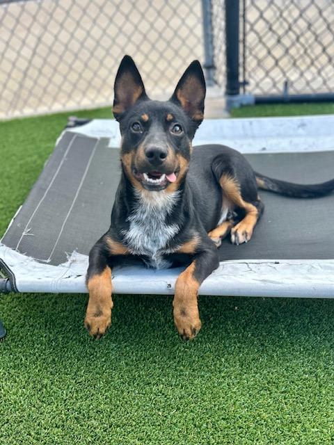 Enlarge Scout, a Adoptable mixed breed in Allen, TX image 2/3