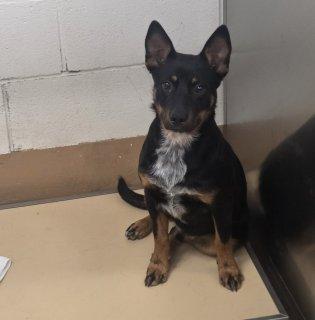 Enlarge Scout, an adoptable mixed breed in Allen, TX image 1/1