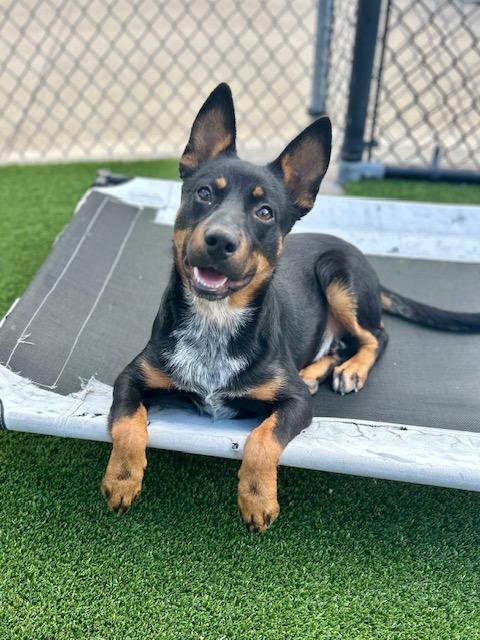 Scout, Adoptable, Puppy Male Australian Kelpie.