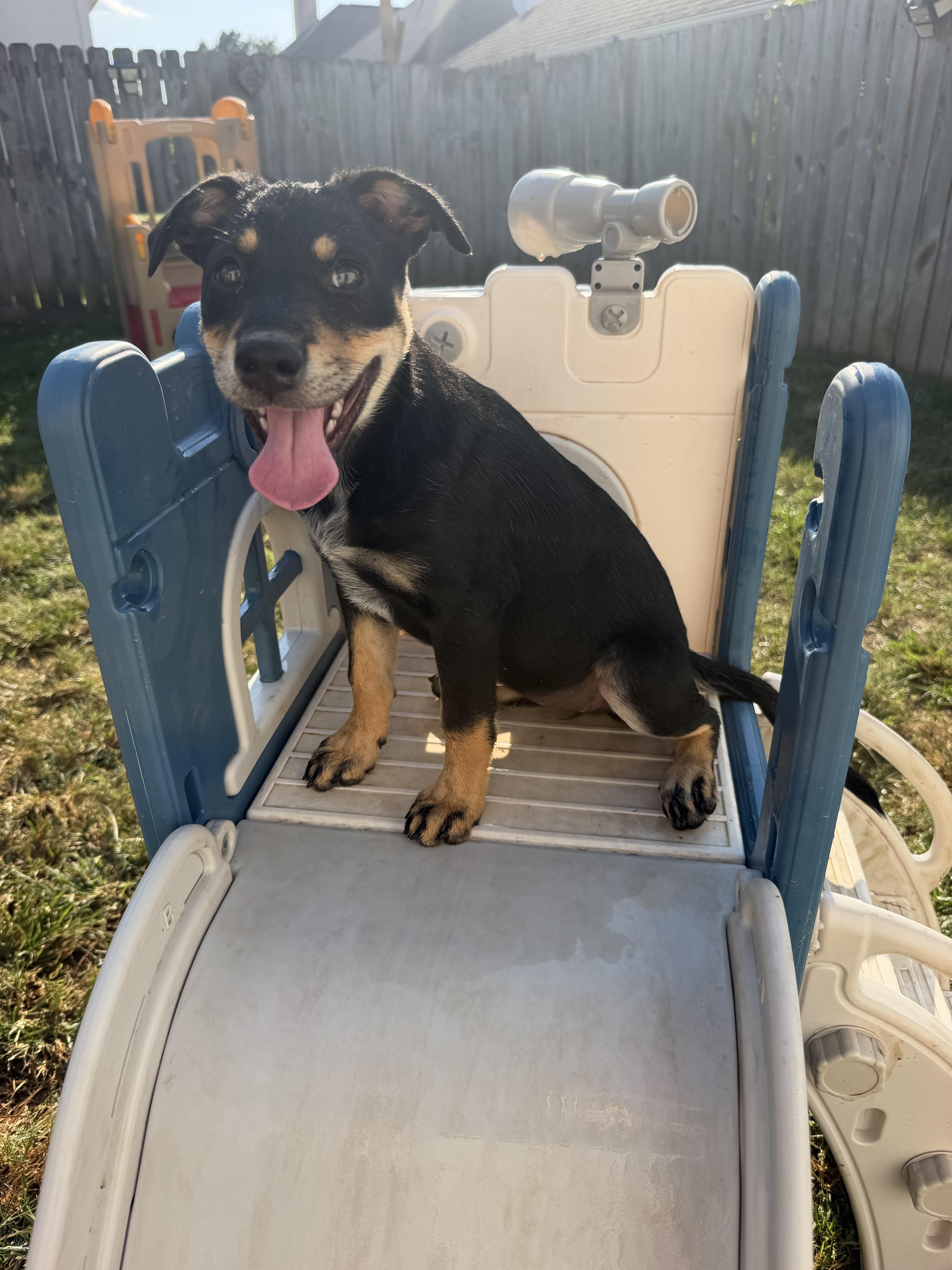 French Toast, Adoptable, Puppy Female Australian Cattle Dog / Blue Heeler & Jack Russell Terrier.