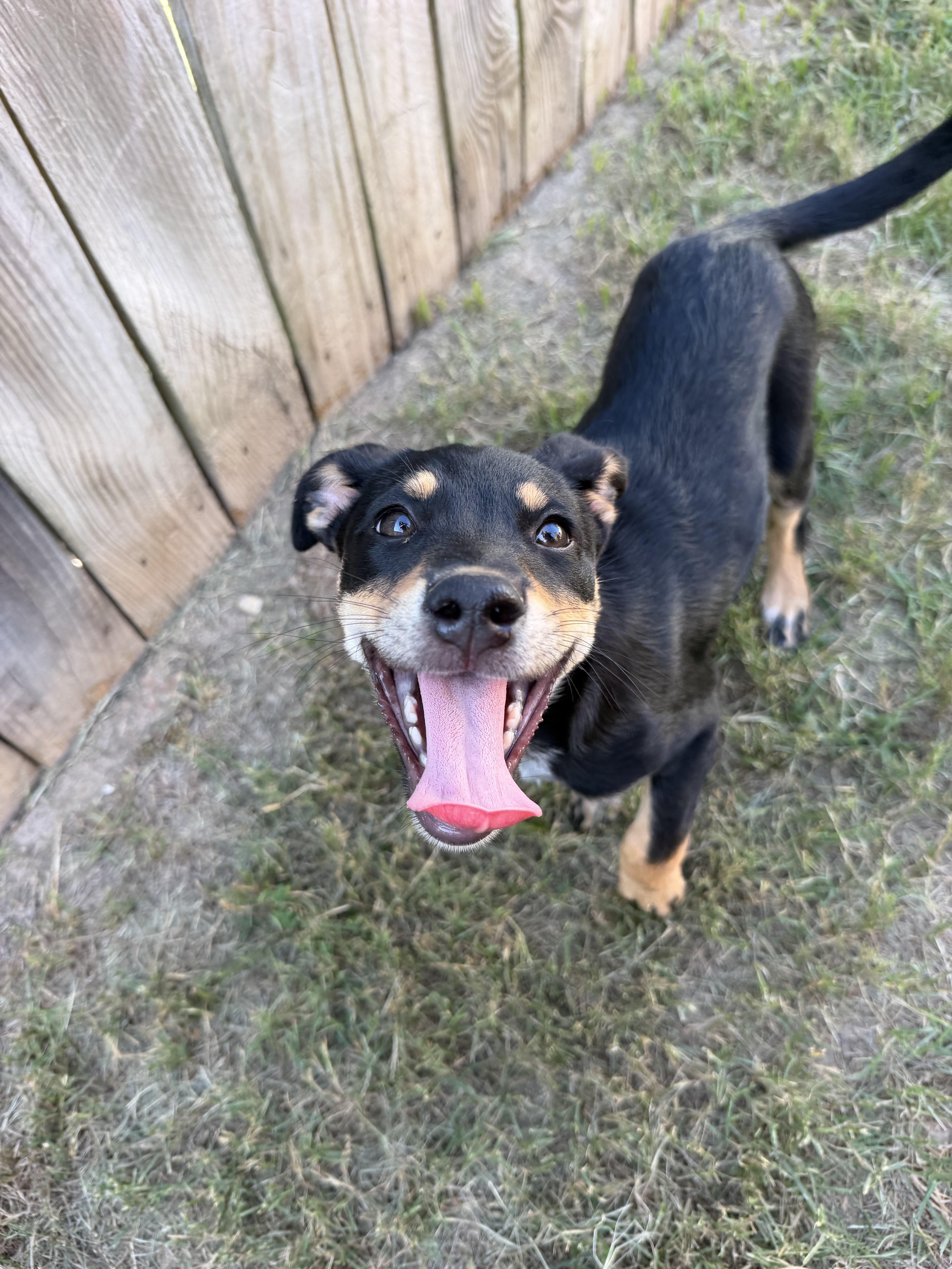 Enlarge French Toast, a Adoptable mixed breed in Grafton, MA image 4/6