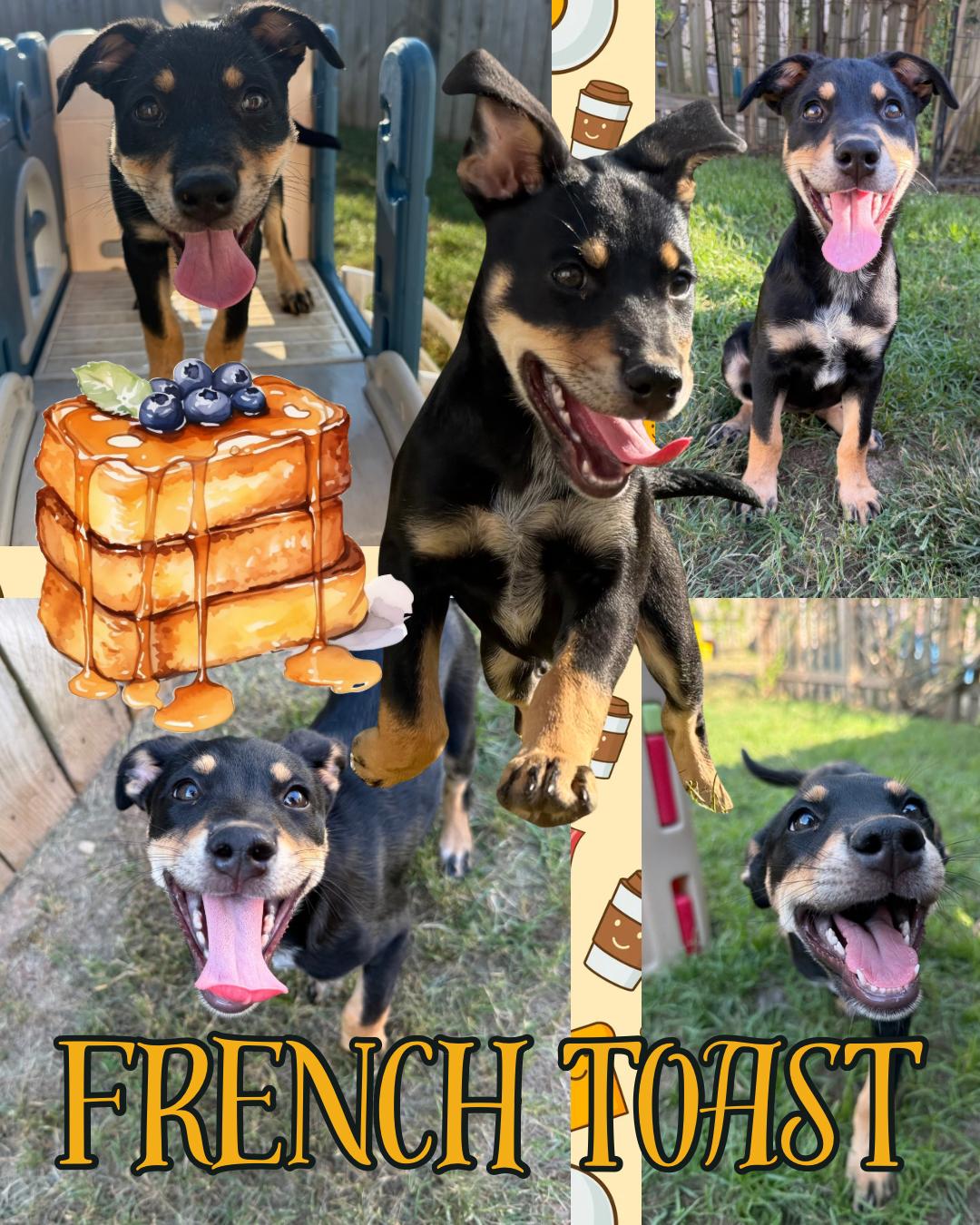 Enlarge French Toast, a Adoptable mixed breed in Grafton, MA image 6/6