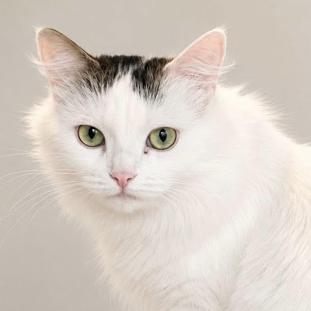 TEMORA, a Adoptable Domestic Medium Hair in Delhi, ON image 3/4