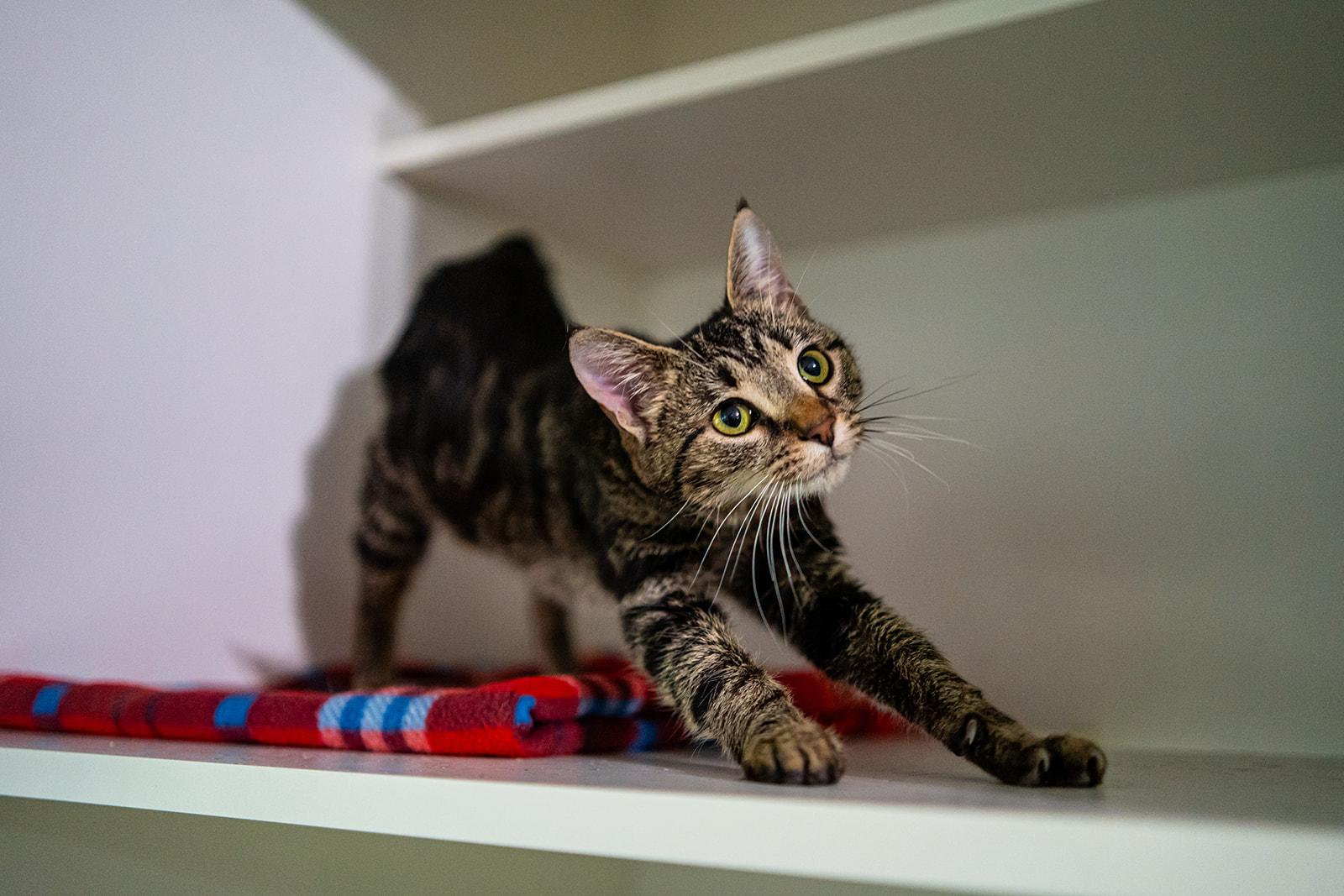 Enlarge Sarabi, a Adoptable Domestic Short Hair in Dellslow, WV image 5/6