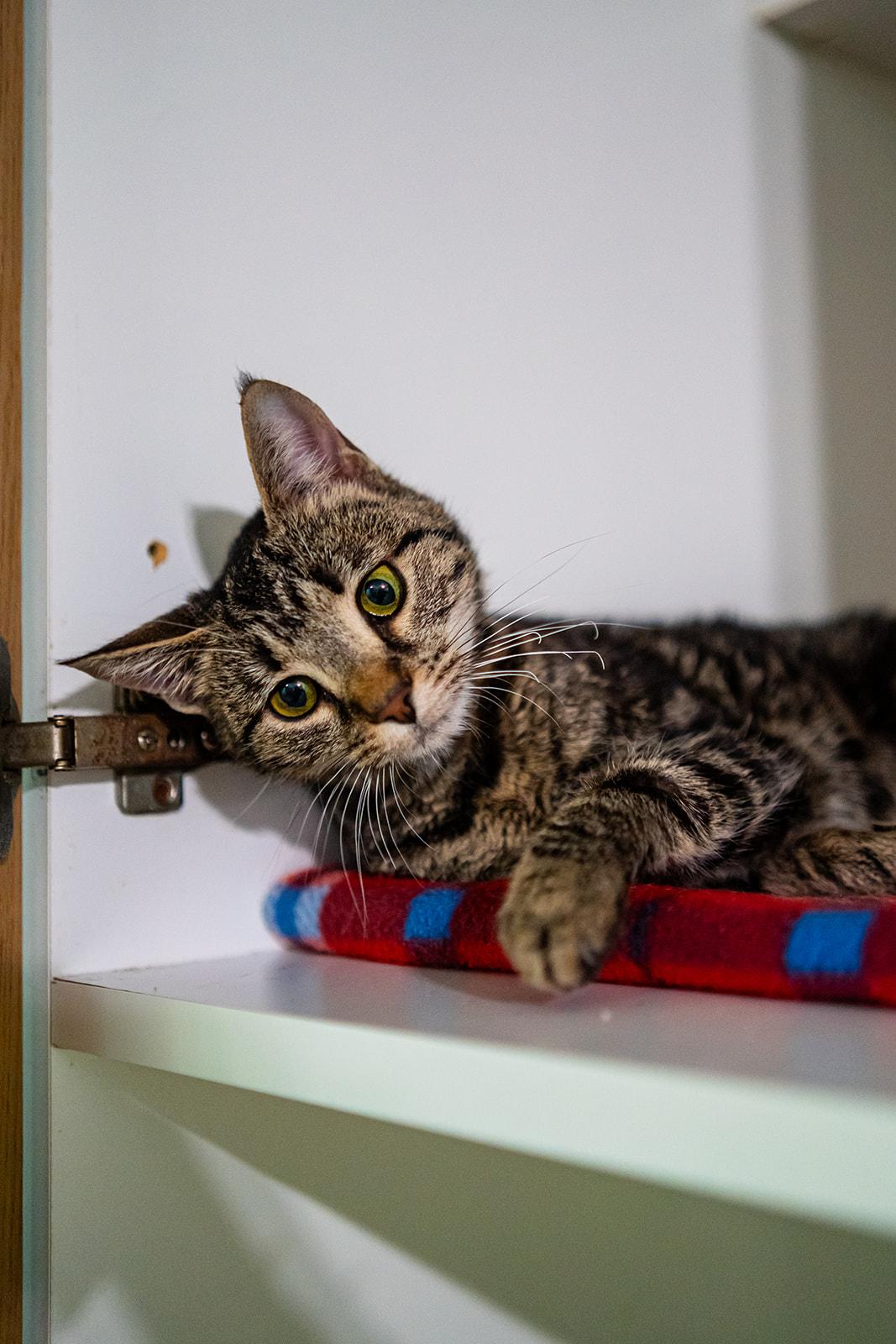 Enlarge Sarabi, a Adoptable Domestic Short Hair in Dellslow, WV image 3/6