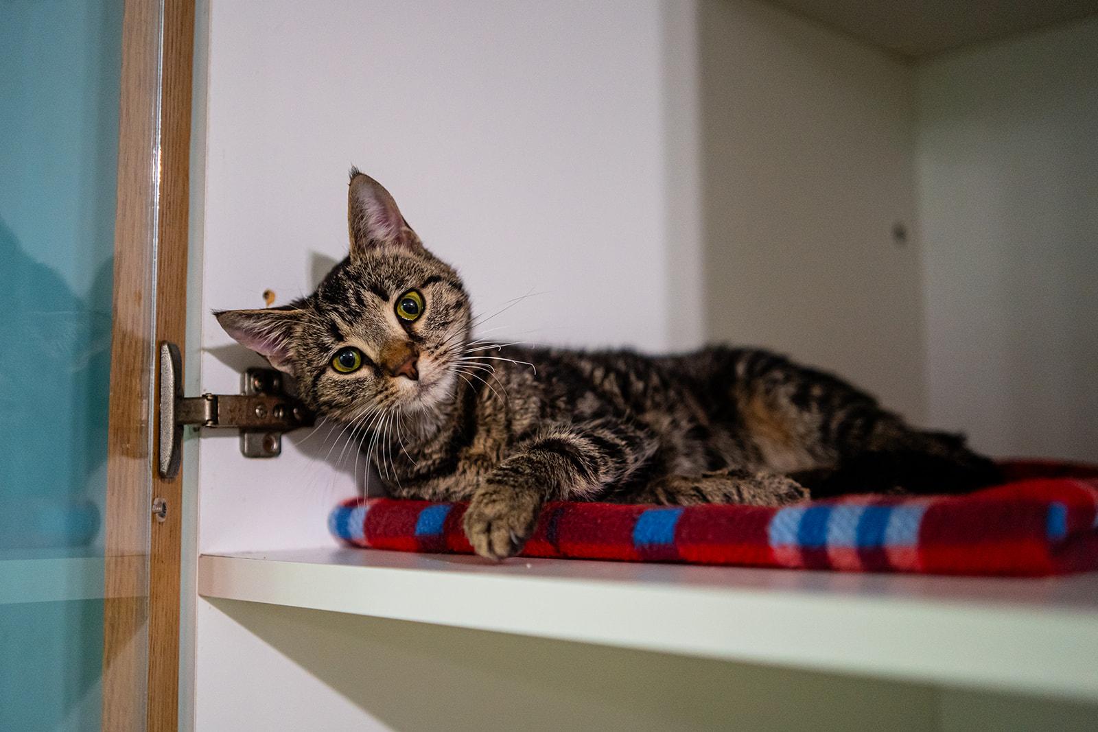 Enlarge Sarabi, a Adoptable Domestic Short Hair in Dellslow, WV image 2/6