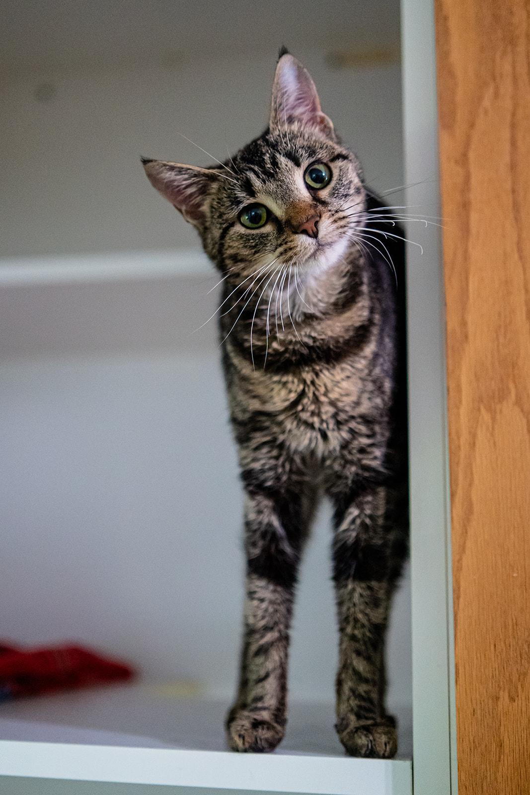 Enlarge Sarabi, a Adoptable Domestic Short Hair in Dellslow, WV image 6/6