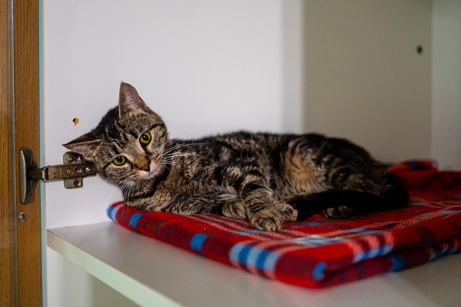 Enlarge Sarabi, a Adoptable Domestic Short Hair in Dellslow, WV image 4/6