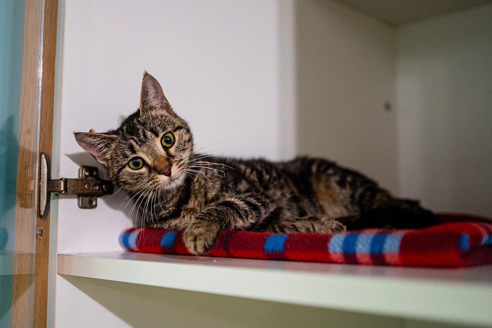 Sarabi, Adoptable, Adult Female Domestic Short Hair.