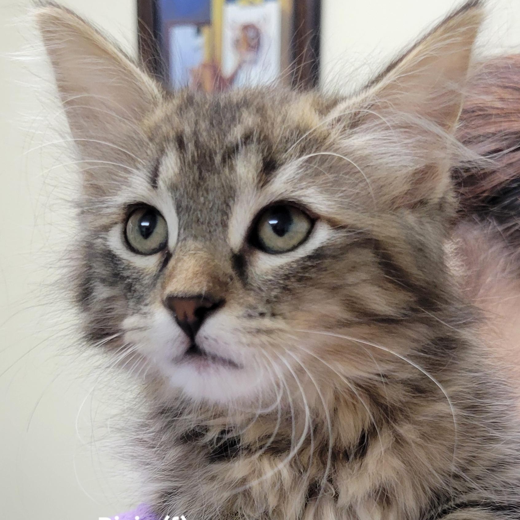 Pixie, Baby Female Domestic Medium Hair