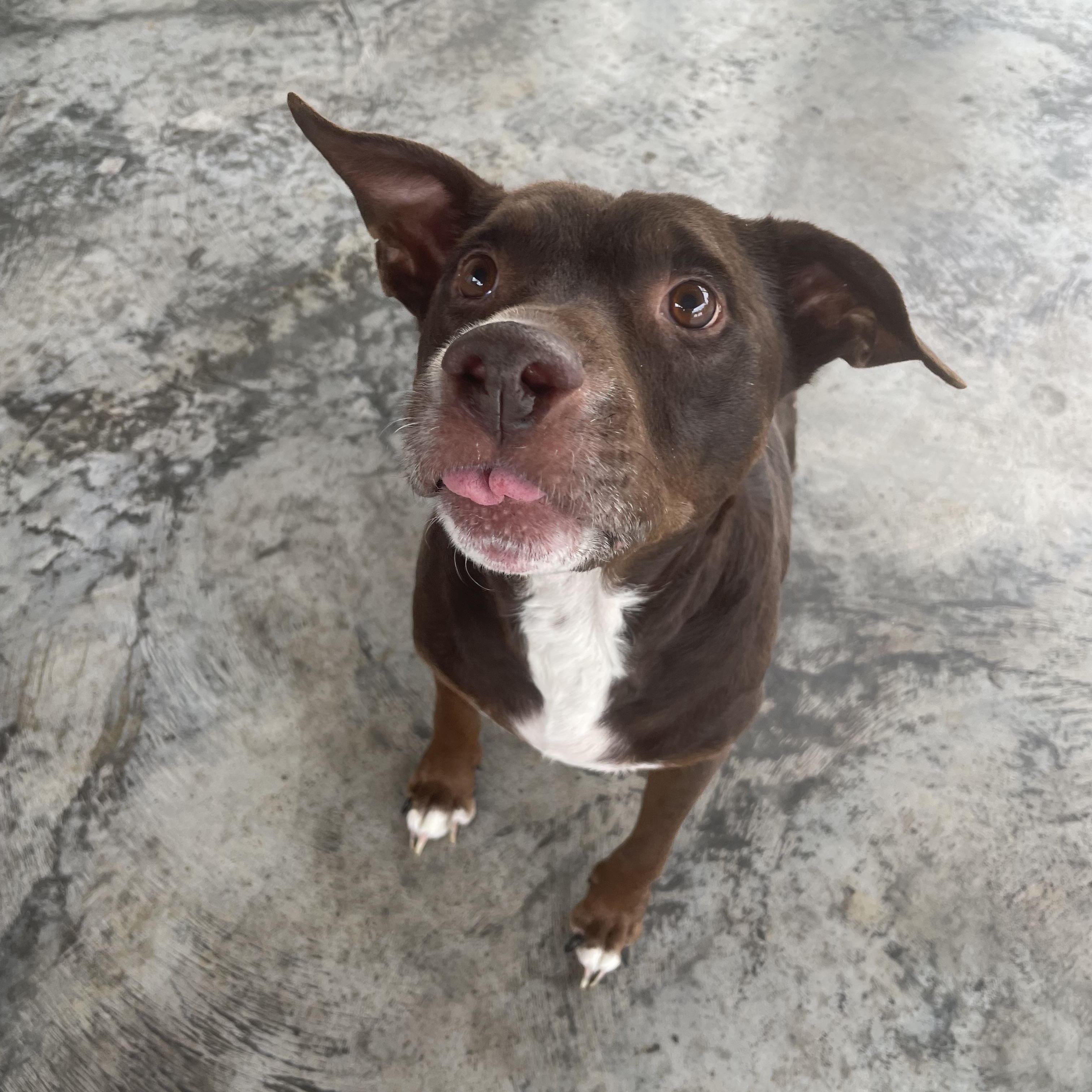 Enlarge Brutus, a Adoptable mixed breed in Edinburg, VA image 1/2