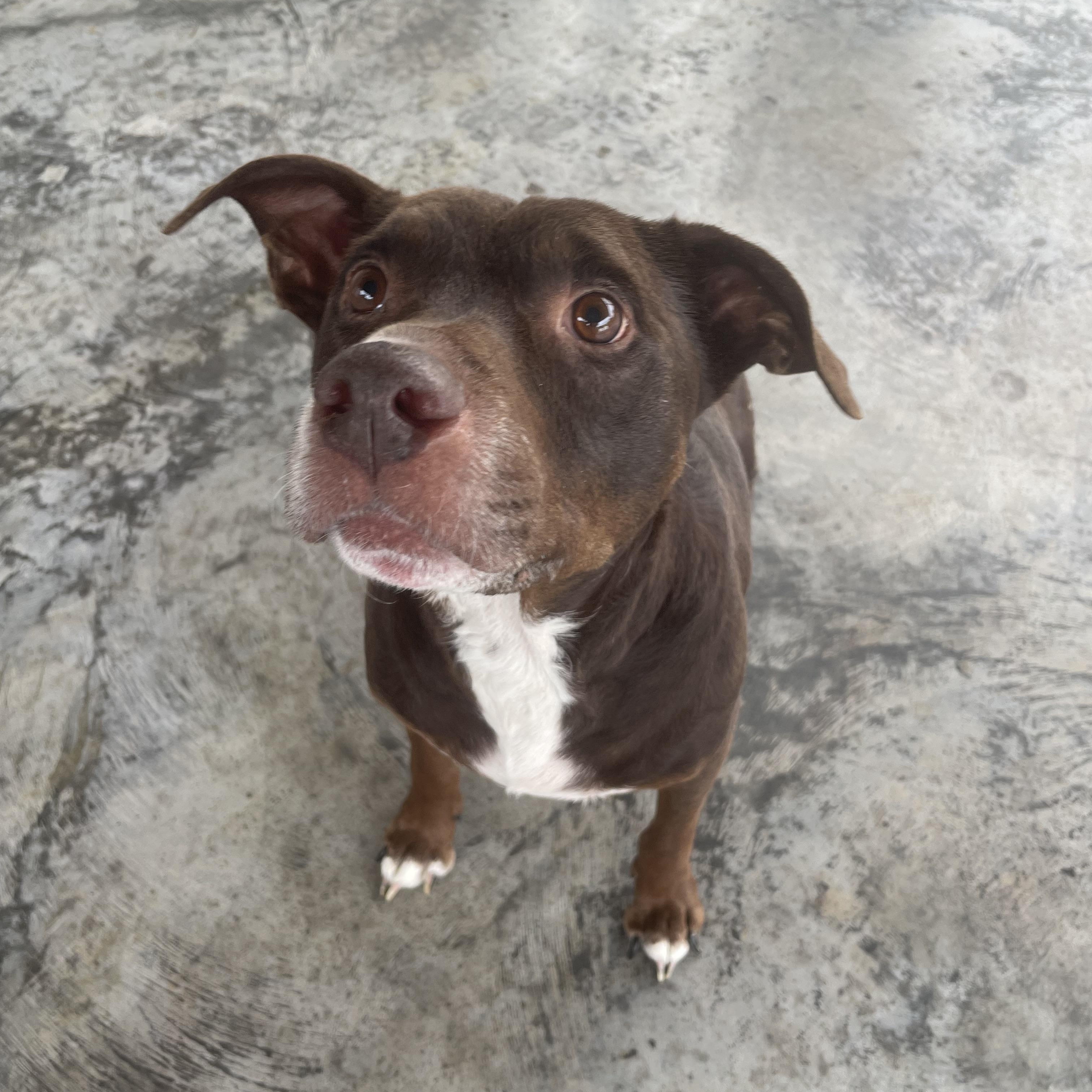 Enlarge Brutus, a Adoptable mixed breed in Edinburg, VA image 2/2