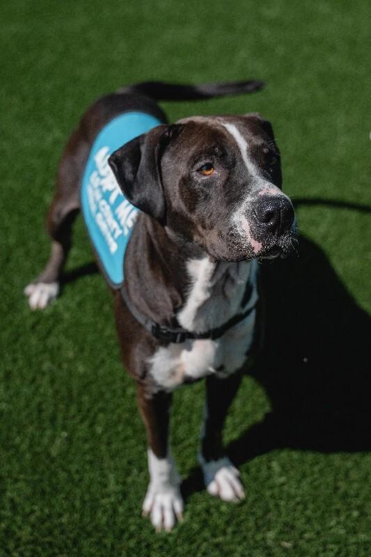 Enlarge Denali, a Adoptable mixed breed in bellefontaine, OH image 1/6