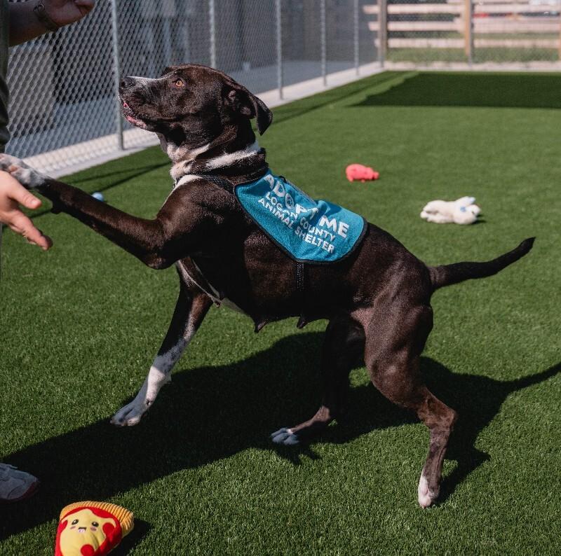 Enlarge Denali, a Adoptable mixed breed in bellefontaine, OH image 2/6