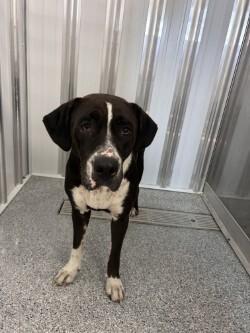 Enlarge Denali, a Adoptable mixed breed in bellefontaine, OH image 3/6