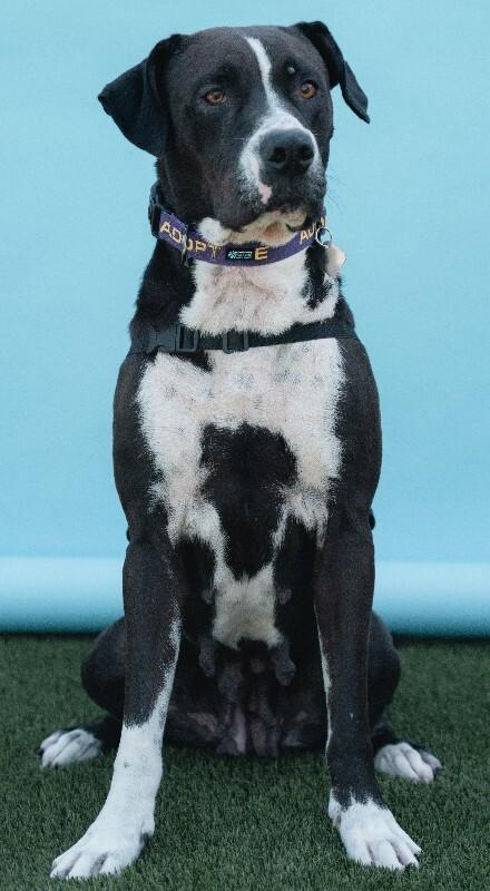 Enlarge Denali, a Adoptable mixed breed in bellefontaine, OH image 4/6