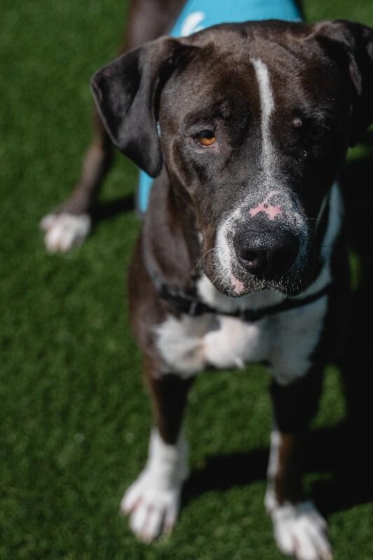 Enlarge Denali, a Adoptable mixed breed in bellefontaine, OH image 5/6