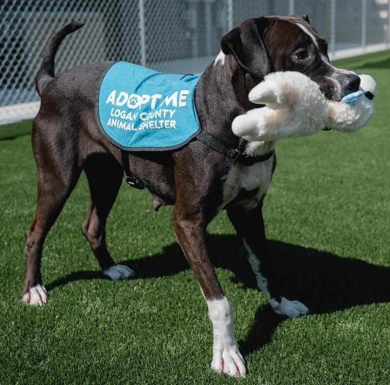 Enlarge Denali, a Adoptable mixed breed in bellefontaine, OH image 6/6