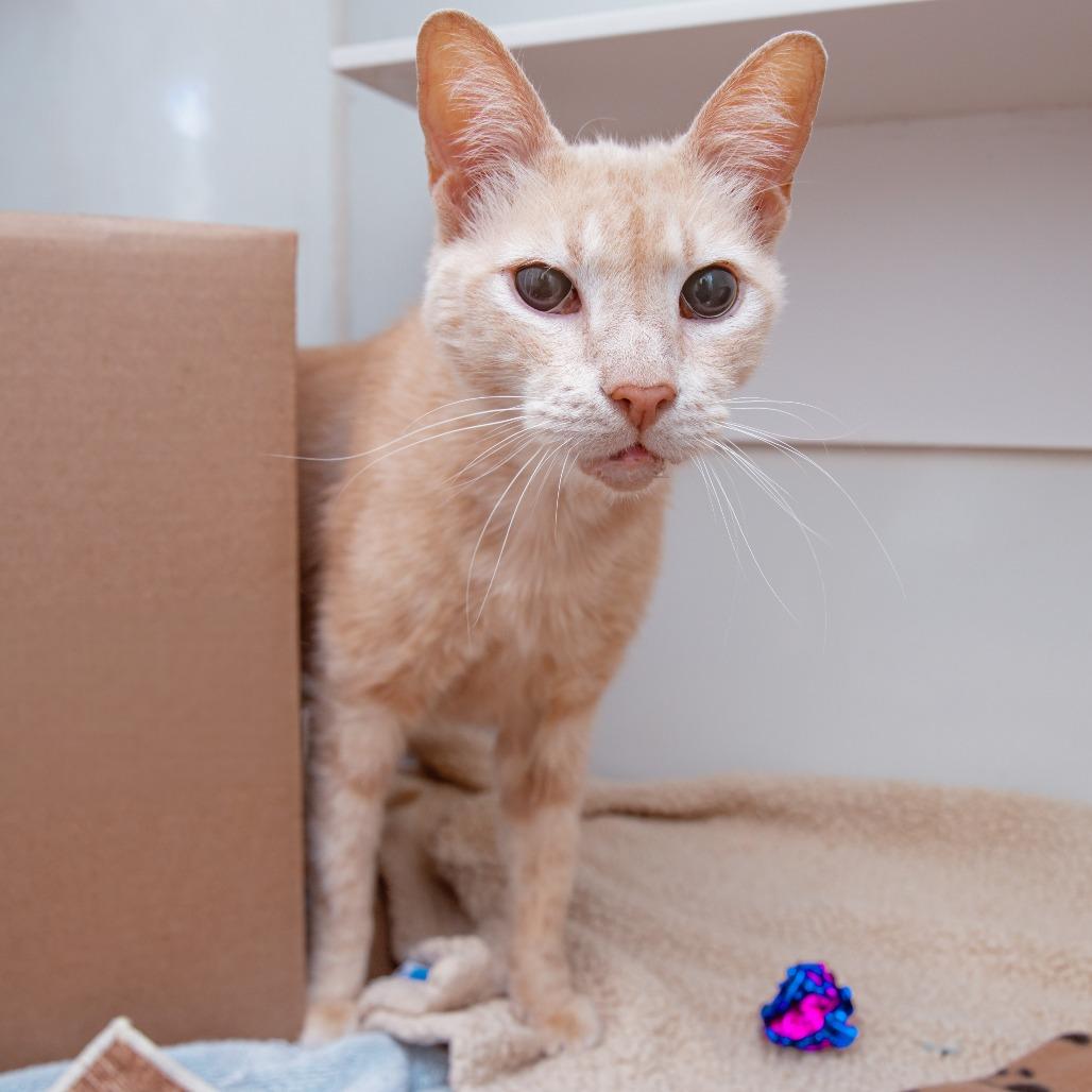 Enlarge Mr. T, a Adoptable Domestic Short Hair in Los Angeles, CA image 1/2