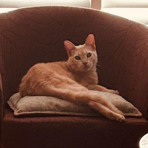 Enlarge Mr. T, a Adoptable Domestic Short Hair in Los Angeles, CA image 2/2