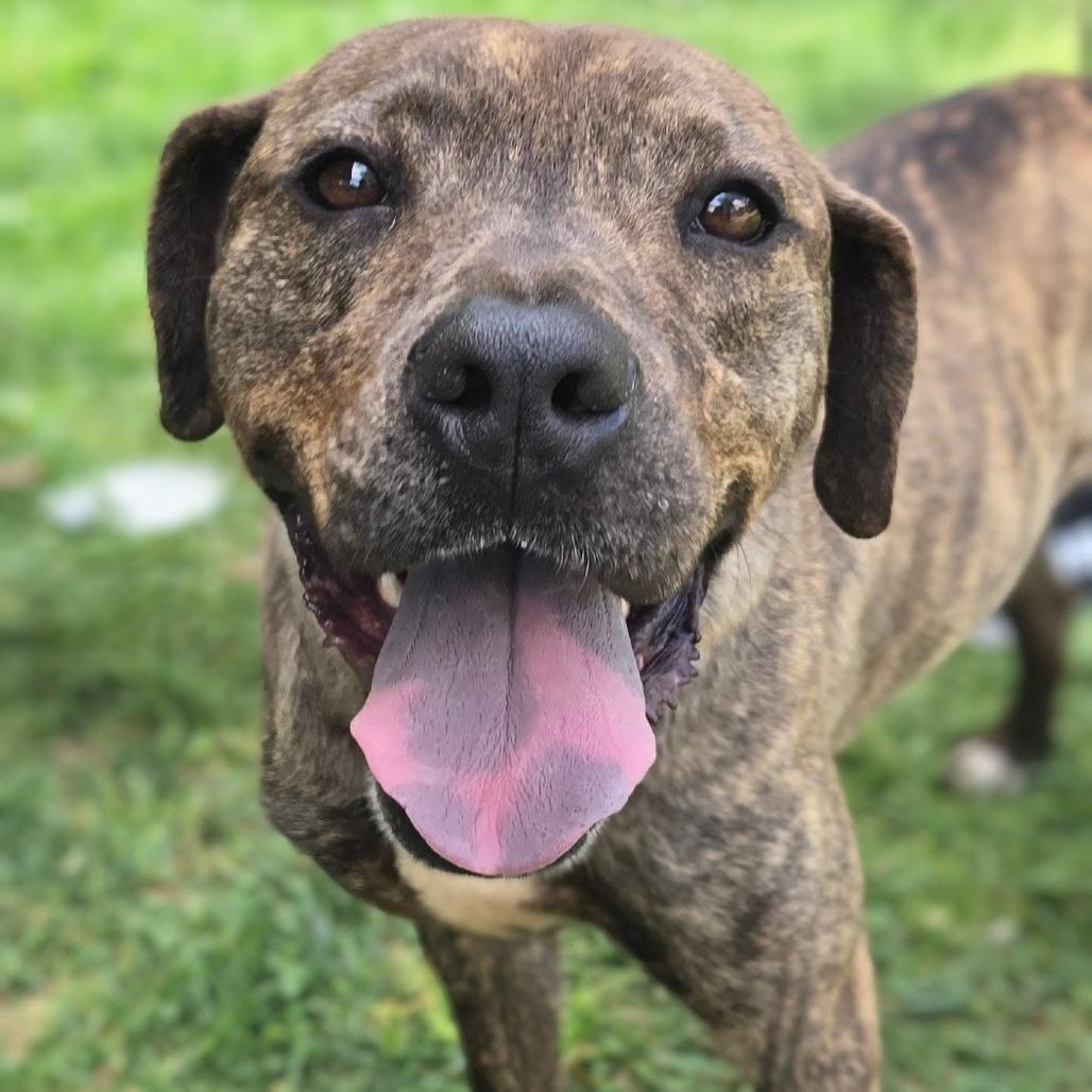 Enlarge Gain, a Adoptable Hound in Shelby, NC image 1/2