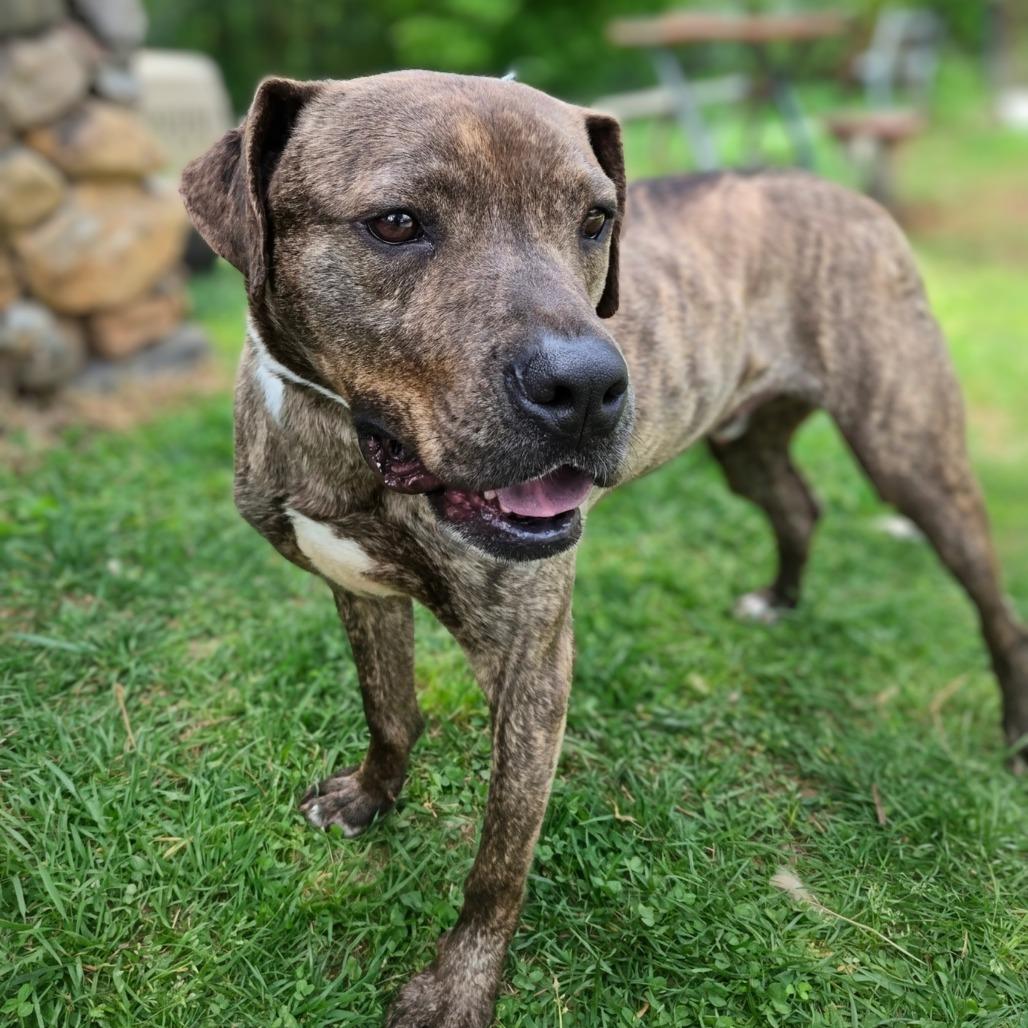 Enlarge Gain, a Adoptable Hound in Shelby, NC image 2/2