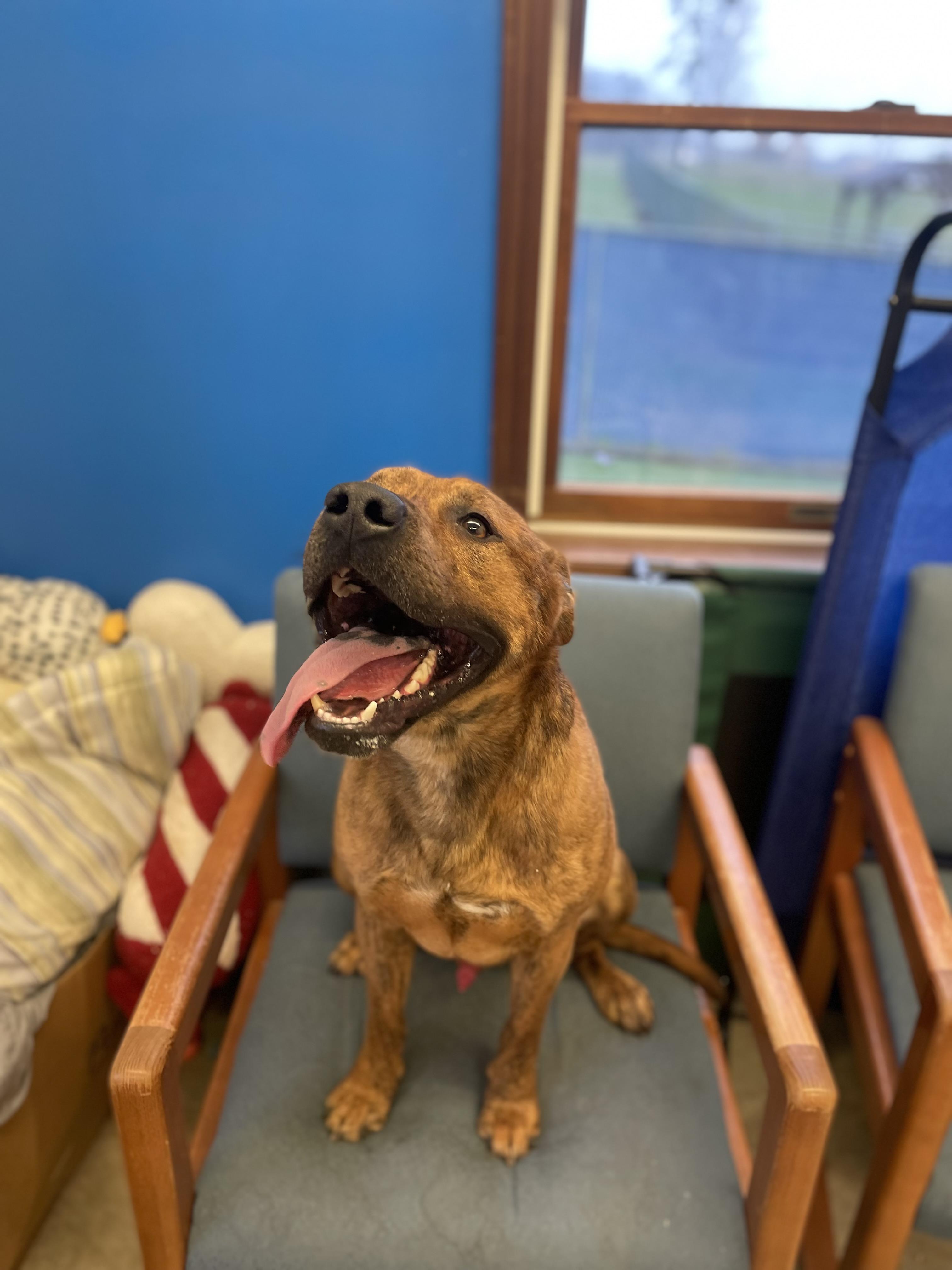 Enlarge Bear Bear , a ADOPTABLE mixed breed in Millersburg, OH image 2/3