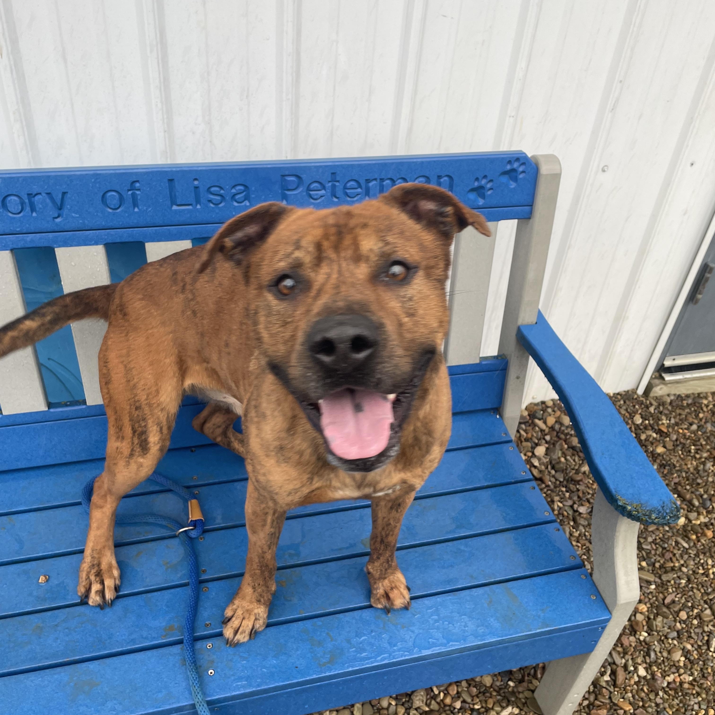 Enlarge Bear Bear , a ADOPTABLE mixed breed in Millersburg, OH image 1/3