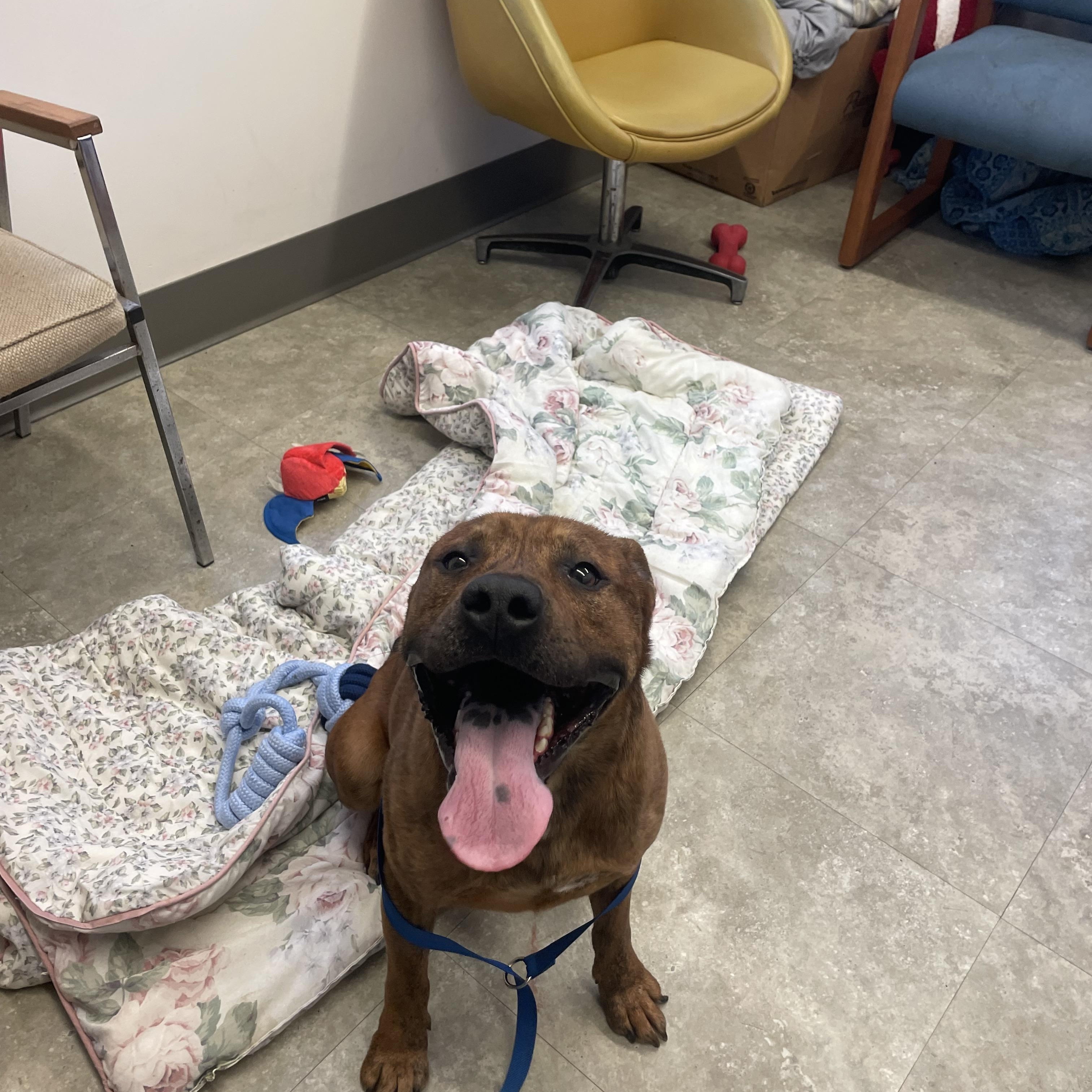 Enlarge Bear Bear , a ADOPTABLE mixed breed in Millersburg, OH image 3/3